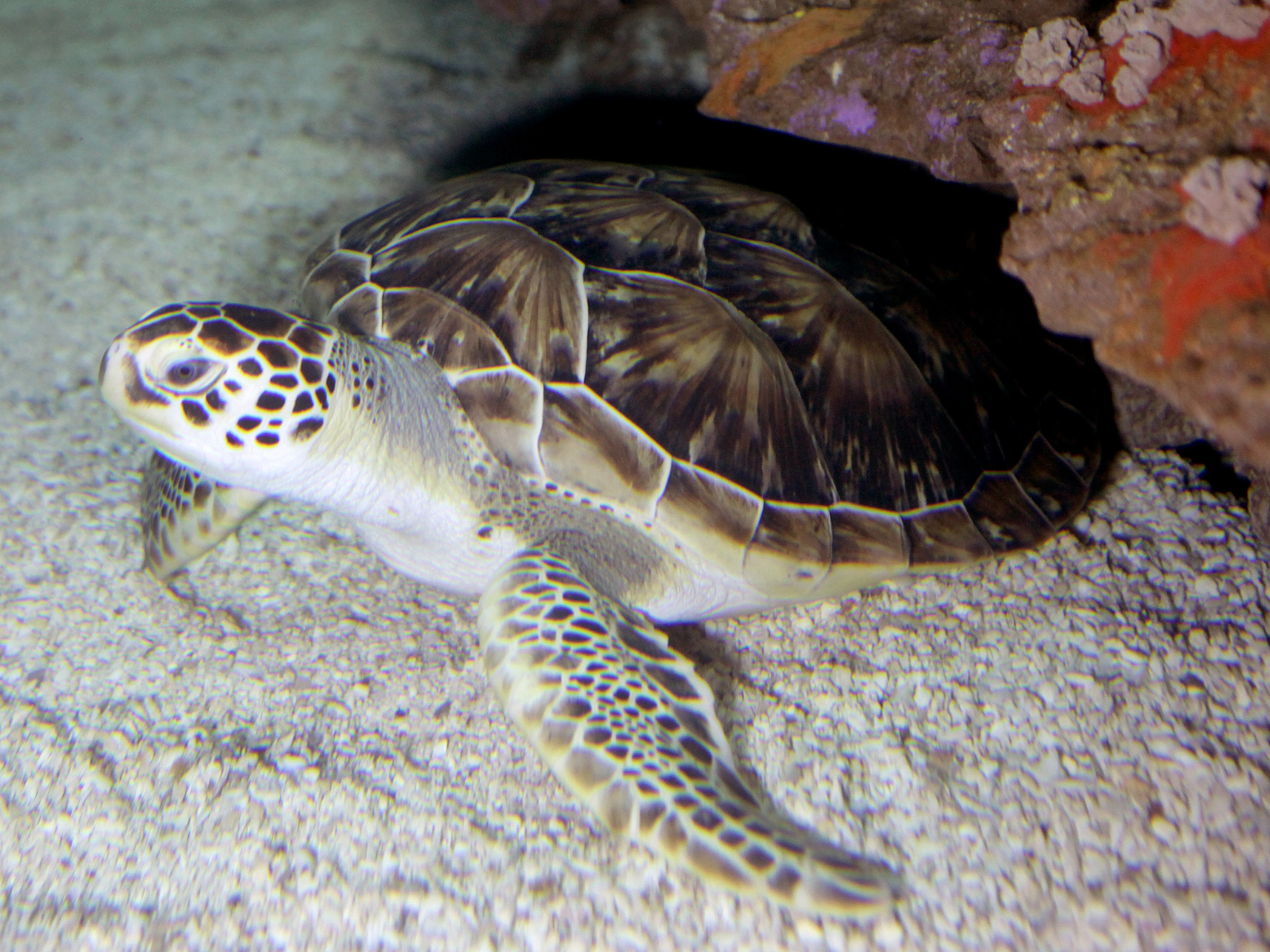 Green Sea Turtle Exploration