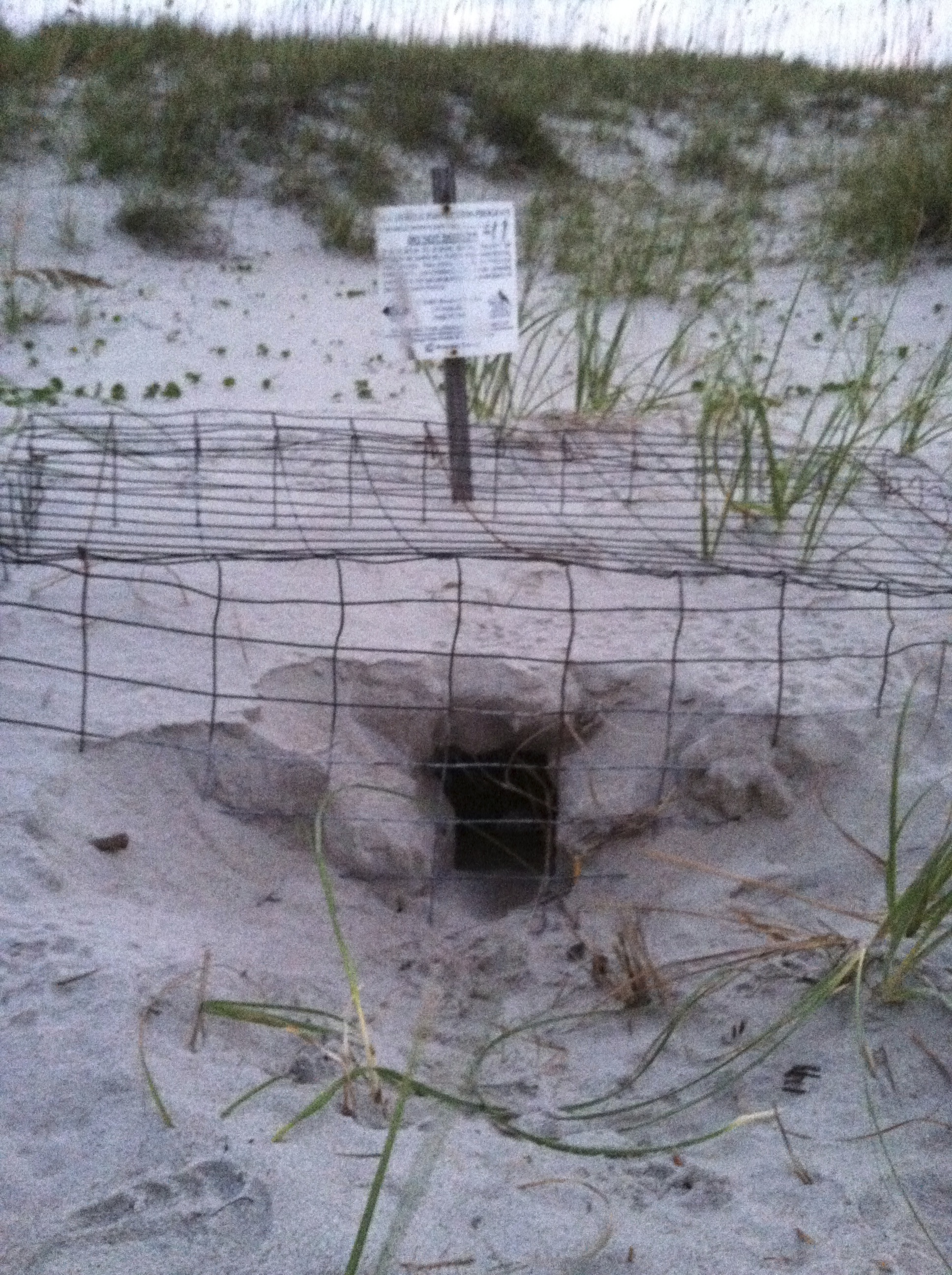 Protecting the Nest Sea Turtle Exploration