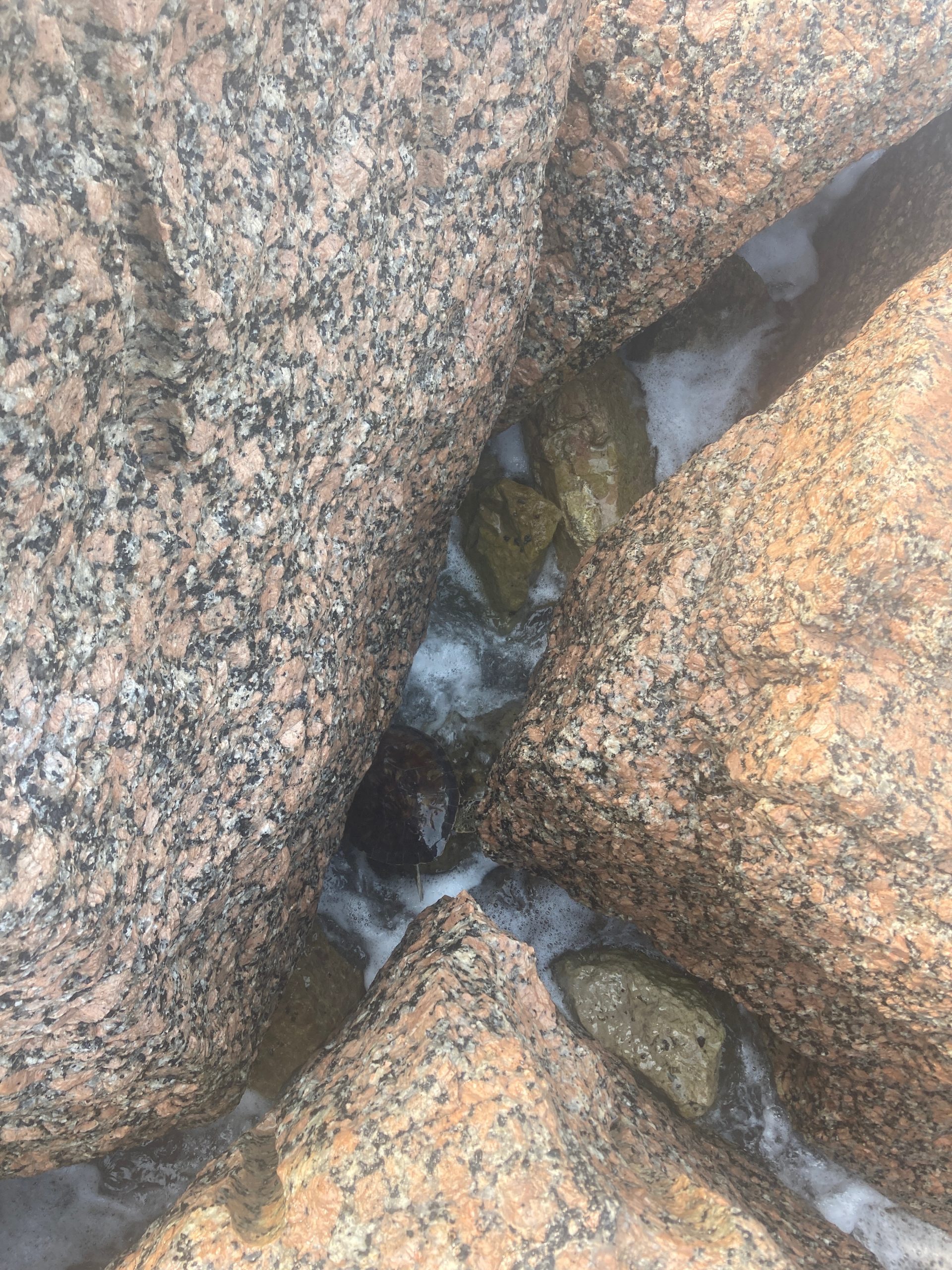 Viking Sea Turtle, Inc.