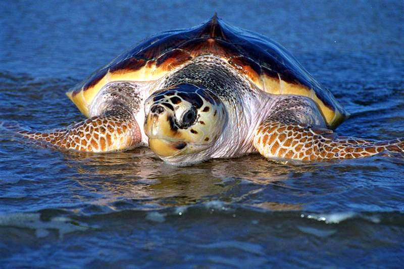 SEA TURTLE INFORMATION SEA TURTLE LIGHTNG FLORIDA SOUTH