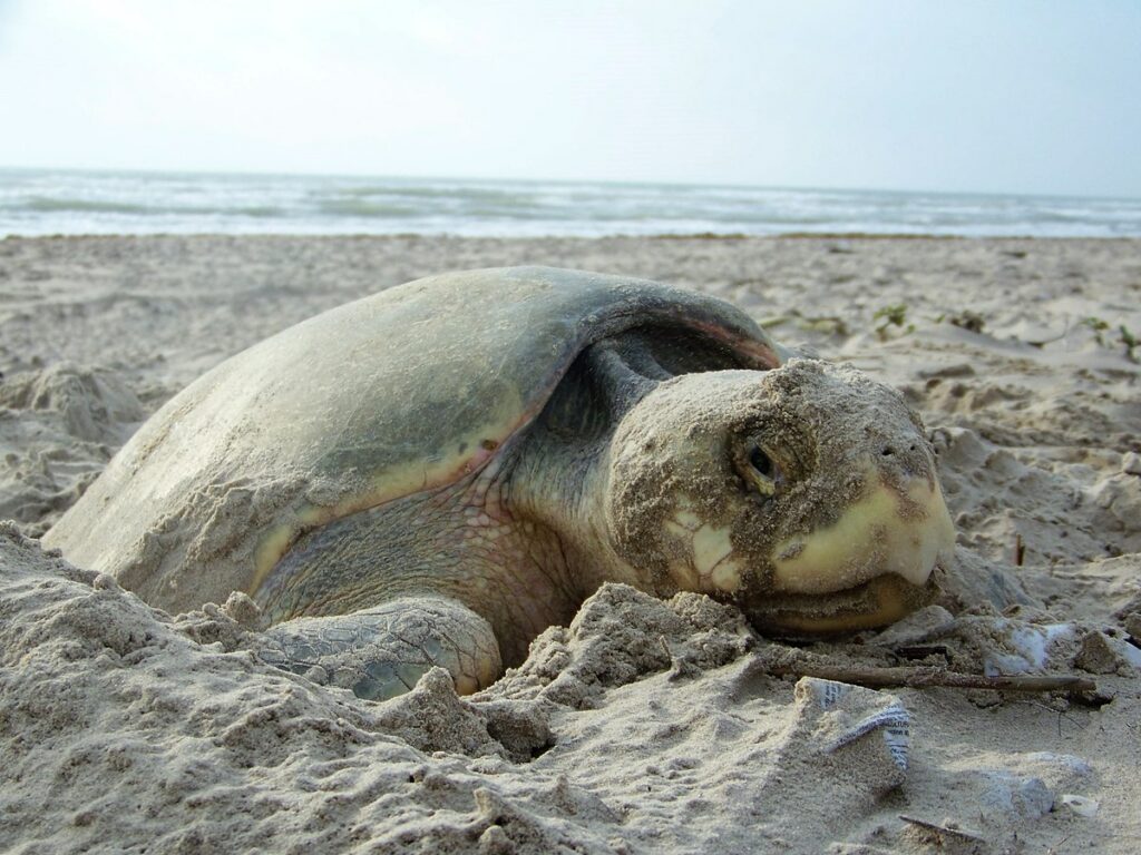 Updated Daily Kemp's Ridley Sea Turtle Nest Counts on the