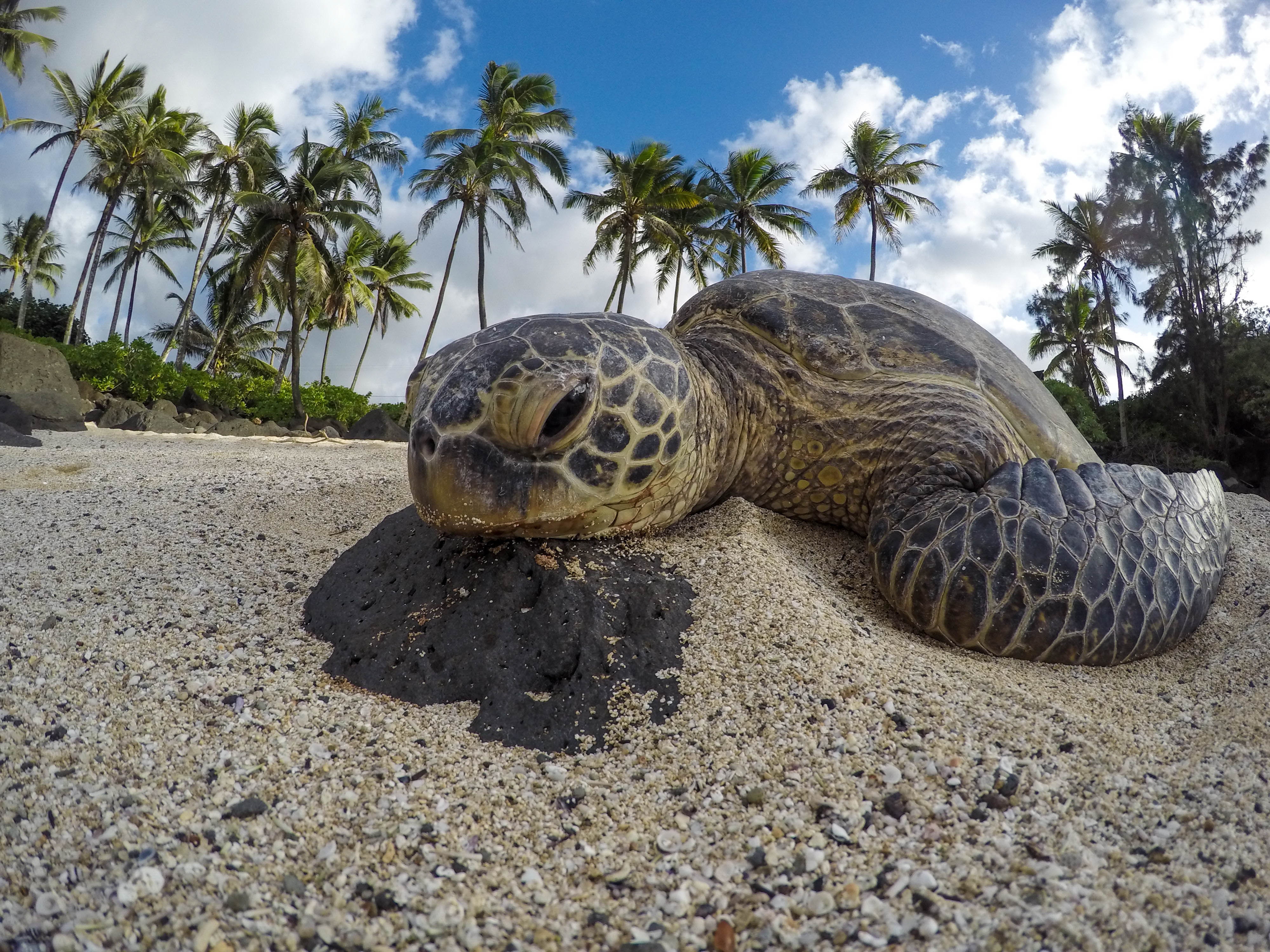 Lawsuit Launched to Protect Green Sea Turtle Habitat