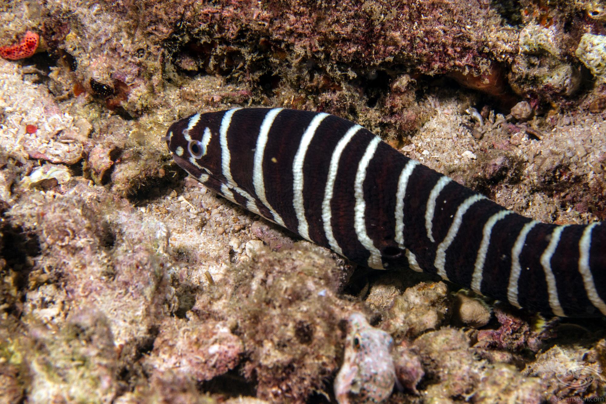 Zebra Moray Eel Facts and Photographs Seaunseen