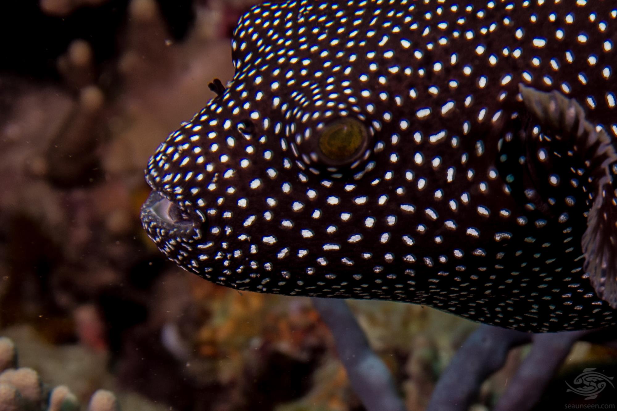 Guineafowl Pufferfish Facts and Photographs Seaunseen