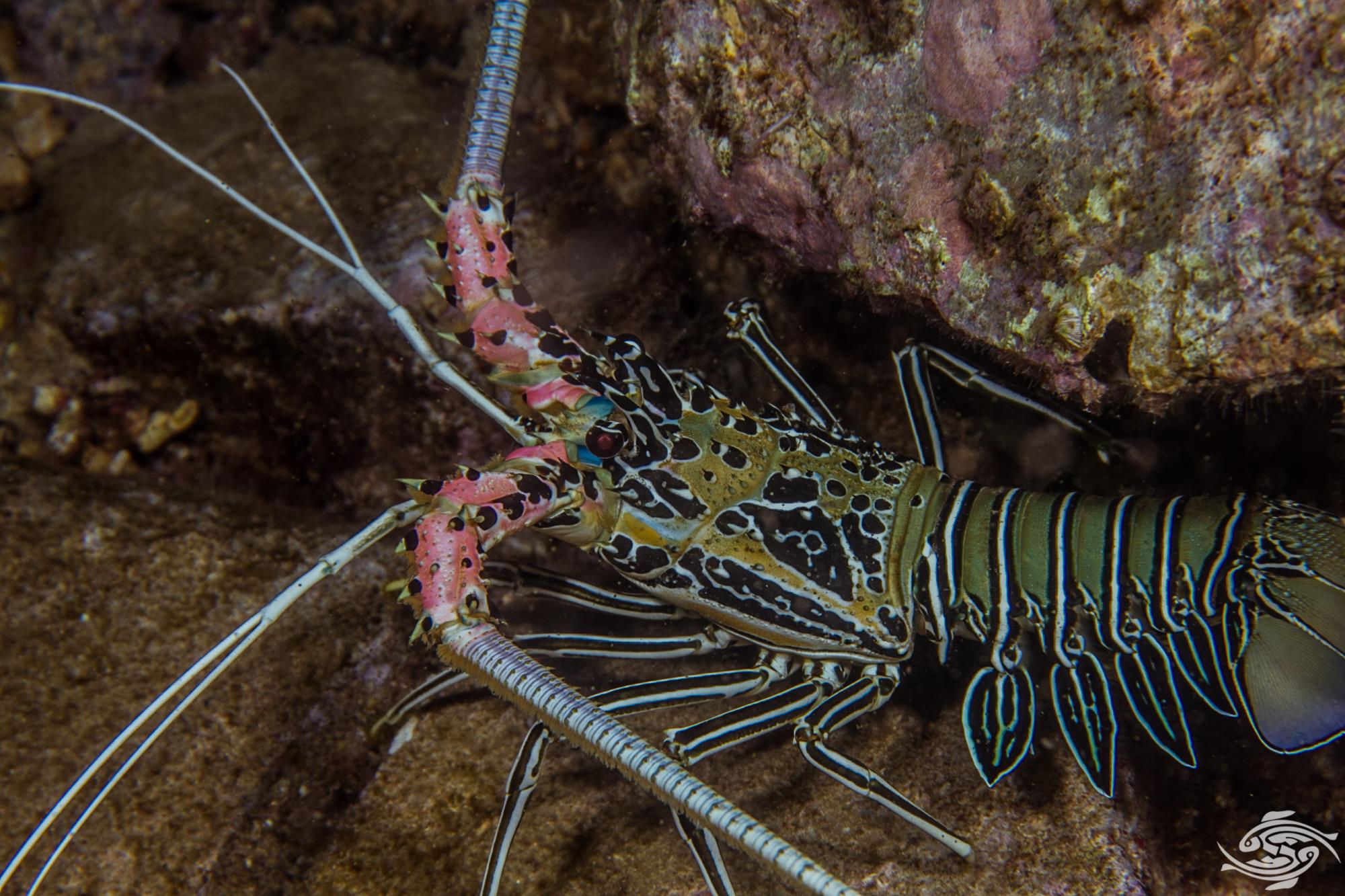Painted Spiny Lobster Facts and Photographs Seaunseen
