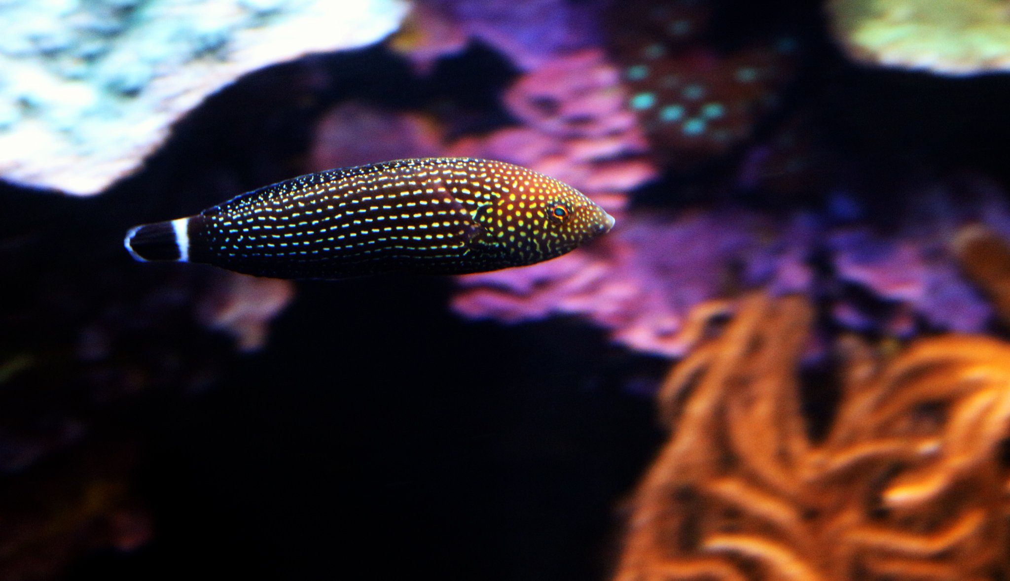 Wrasses Interrsting Facts and Photographs Seaunseen