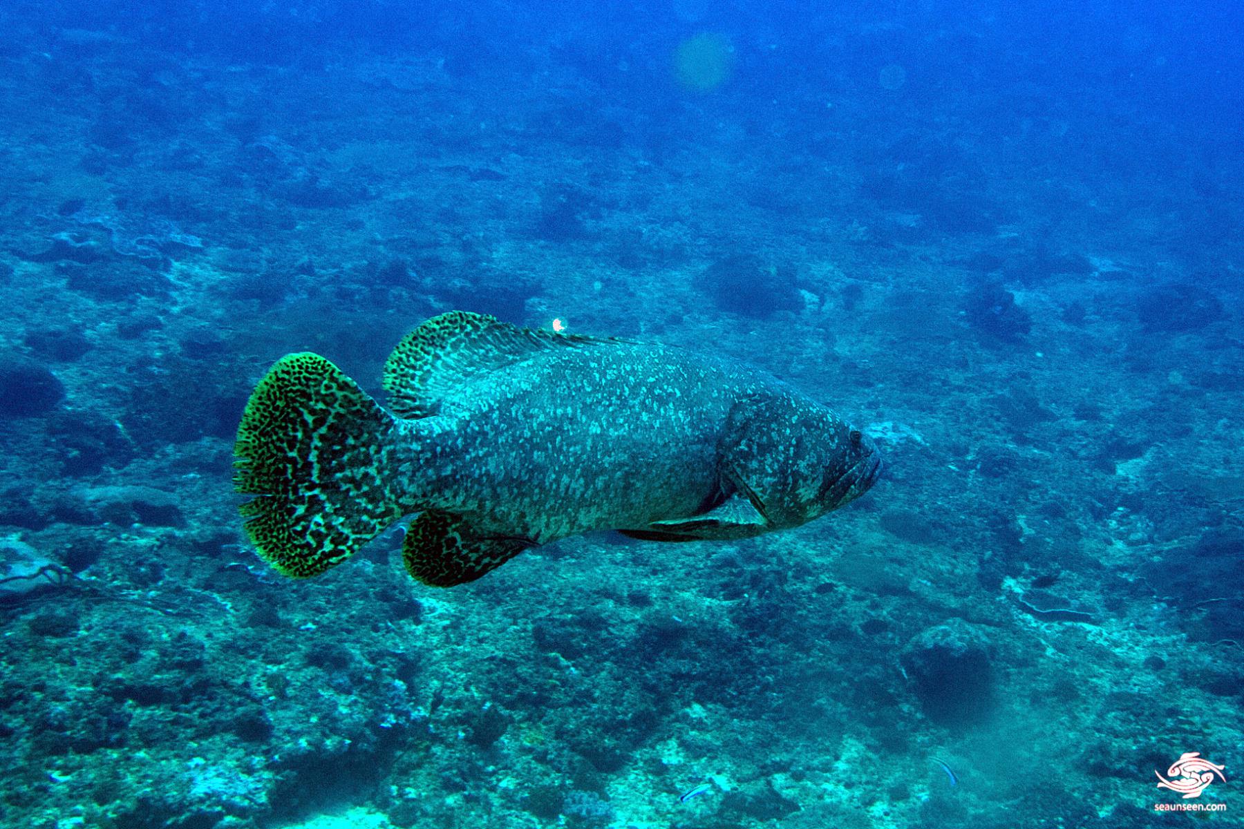 Giant Grouper Facts and Photographs Seaunseen