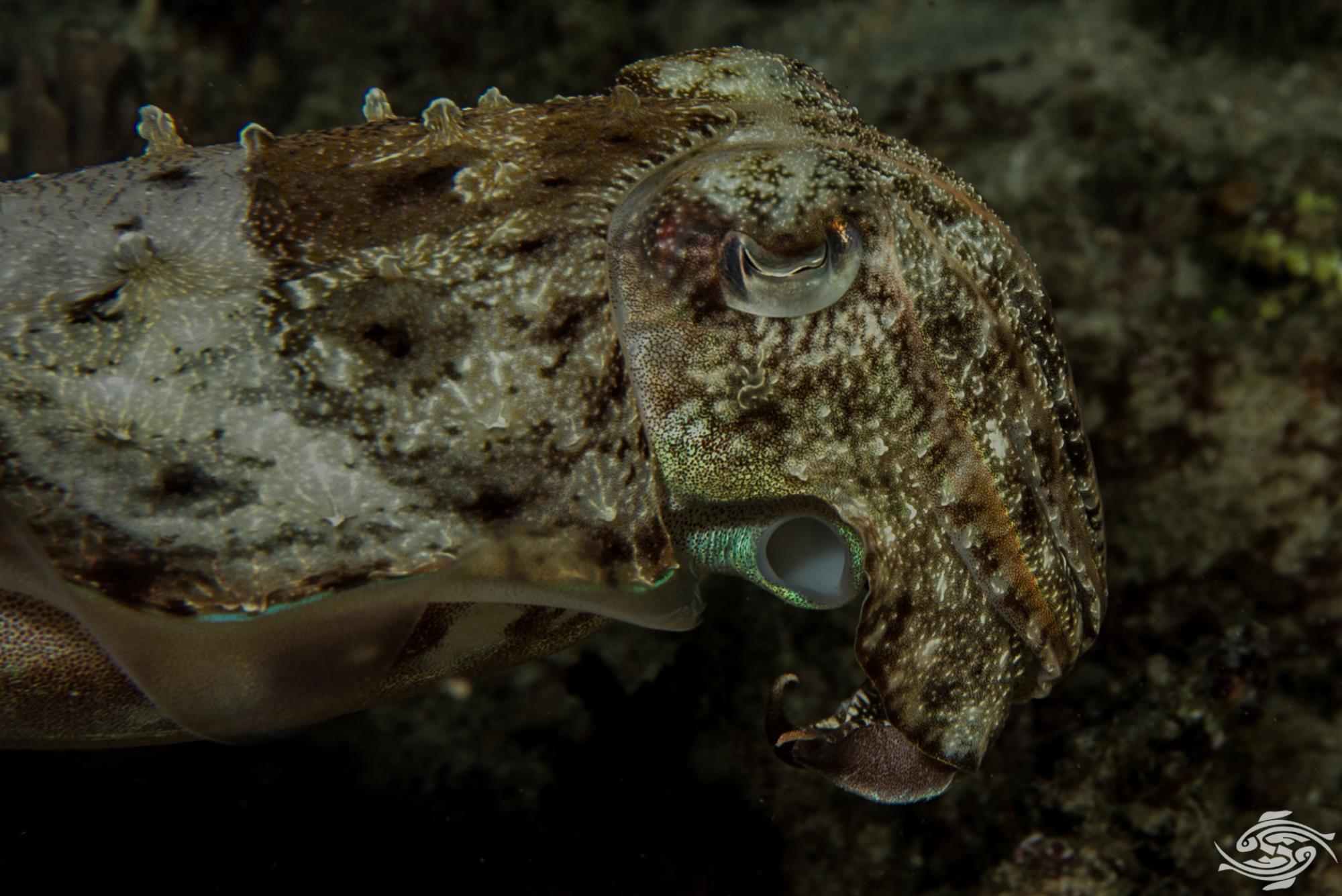 Cuttlefish Facts Video and Photographs Seaunseen