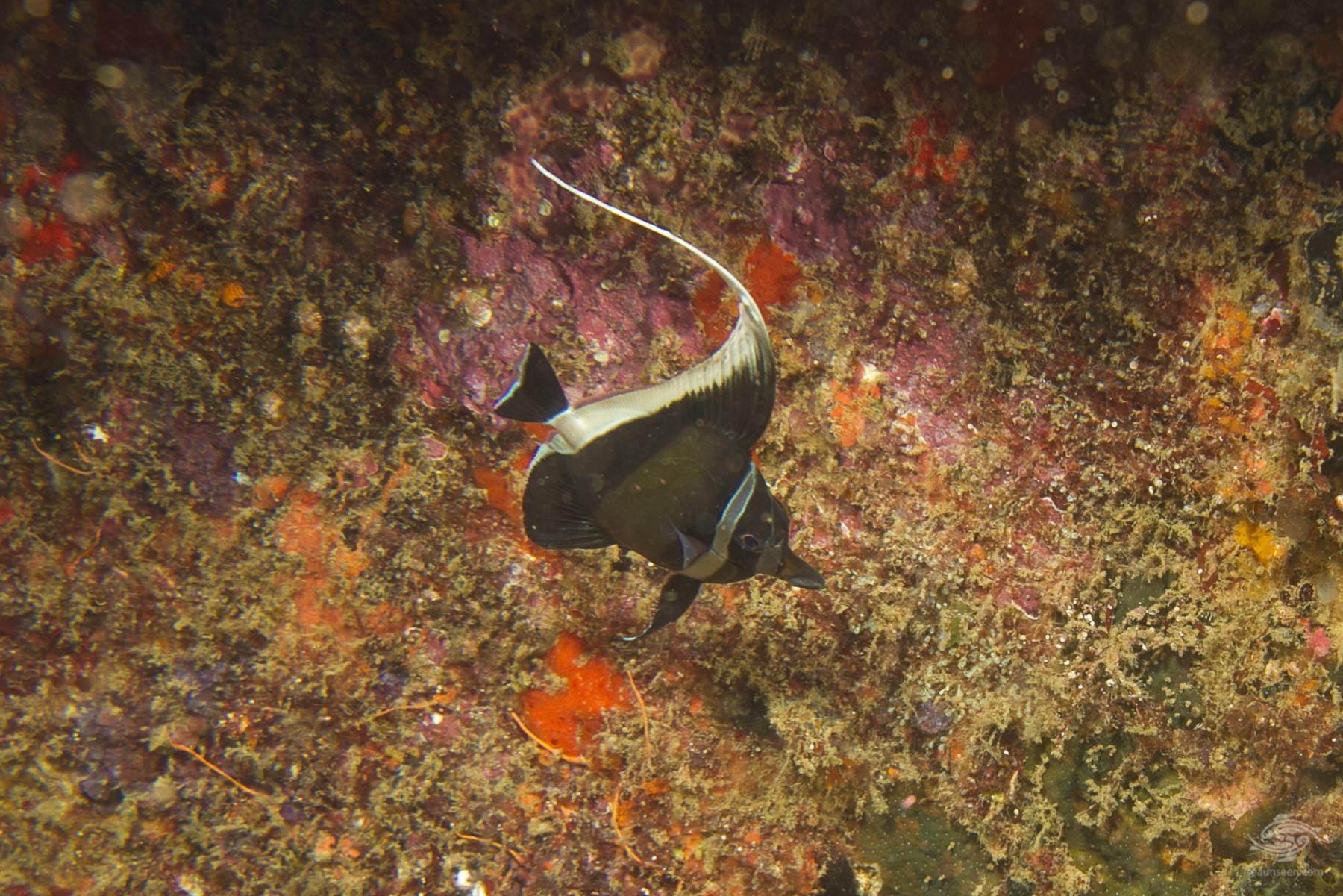 Moorish Idols Seaunseen