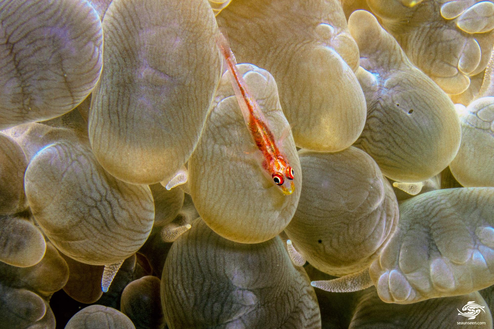 Bubble Coral Facts and Photographs Seaunseen