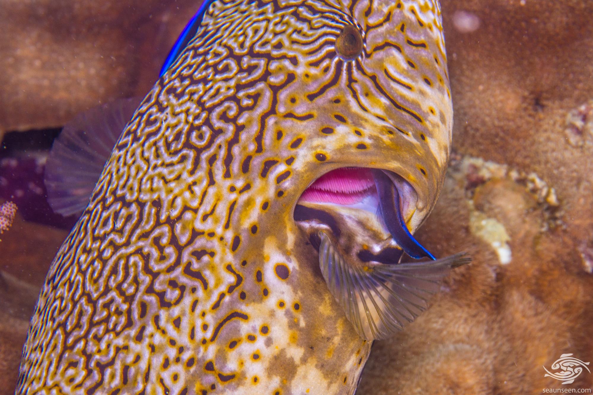 Cleaner Wrasse Facts and Photogarphs Seaunseen