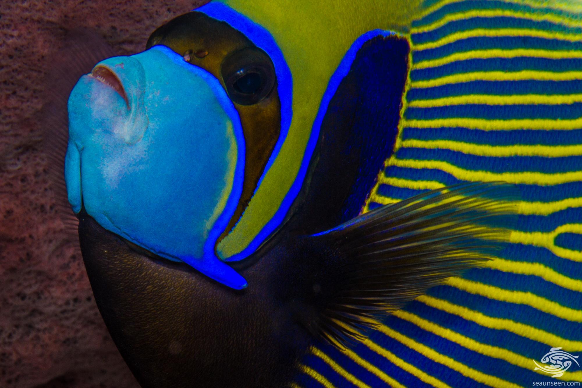 Emperor Angelfish Facts and Photographs Seaunseen
