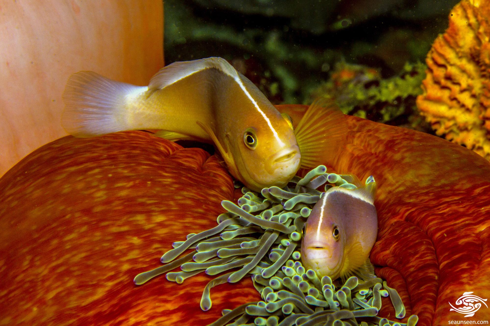 The Skunk Clownfish Facts and Photo's • Seaunseen