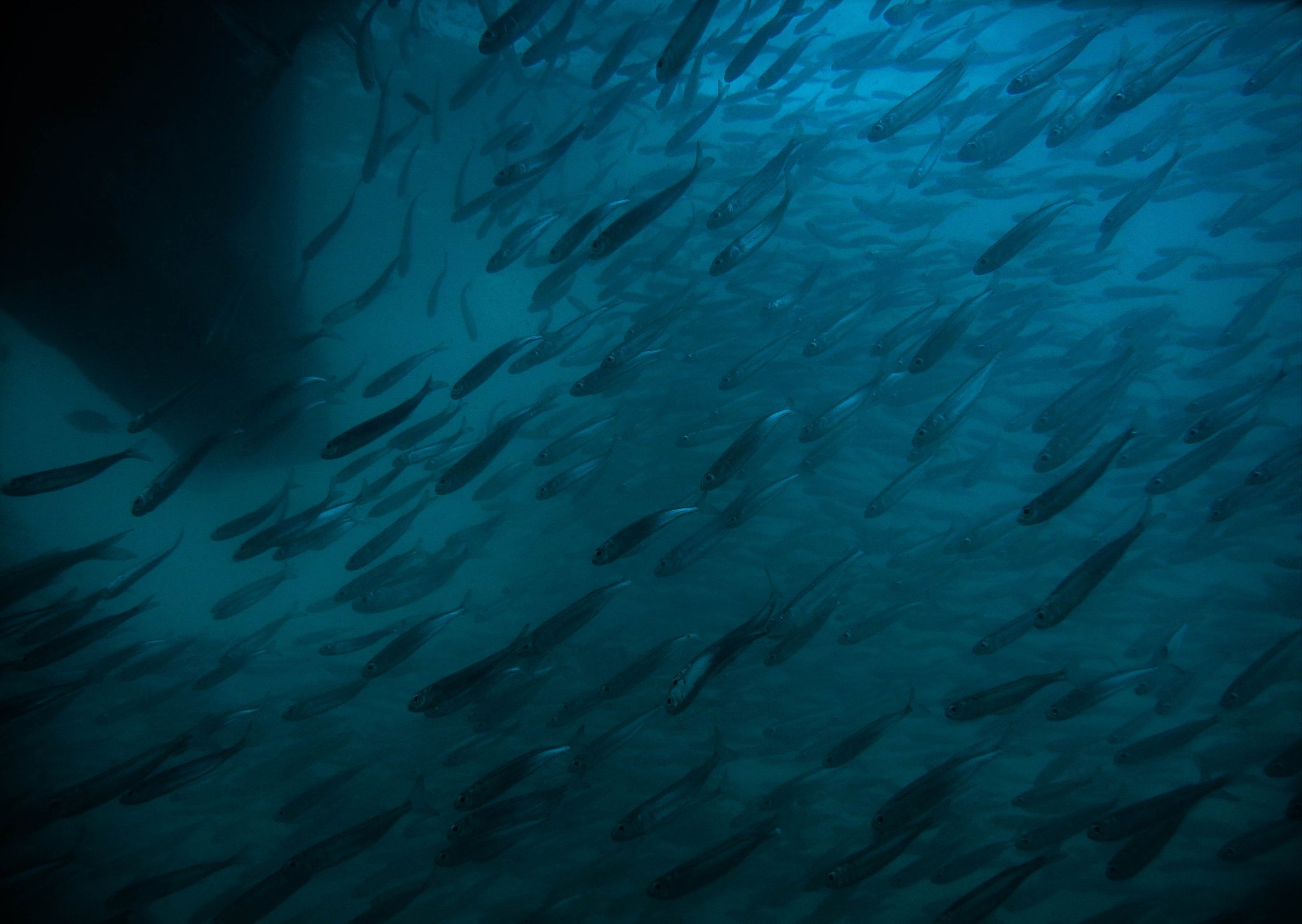 Anchovies in Msasani Bay Facts and Photographs Seaunseen