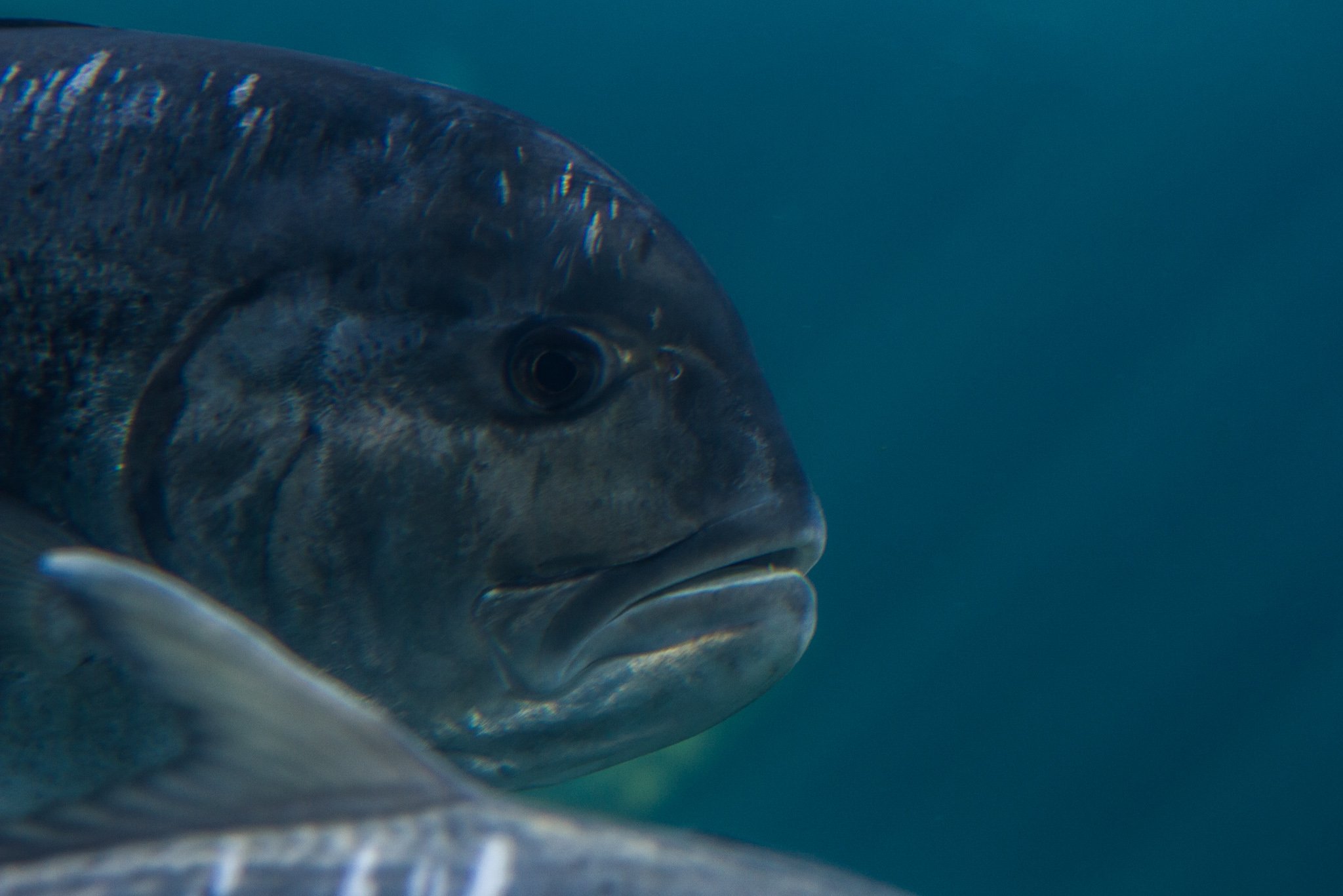 Giant Trevally Facts and Photographs Seaunseen