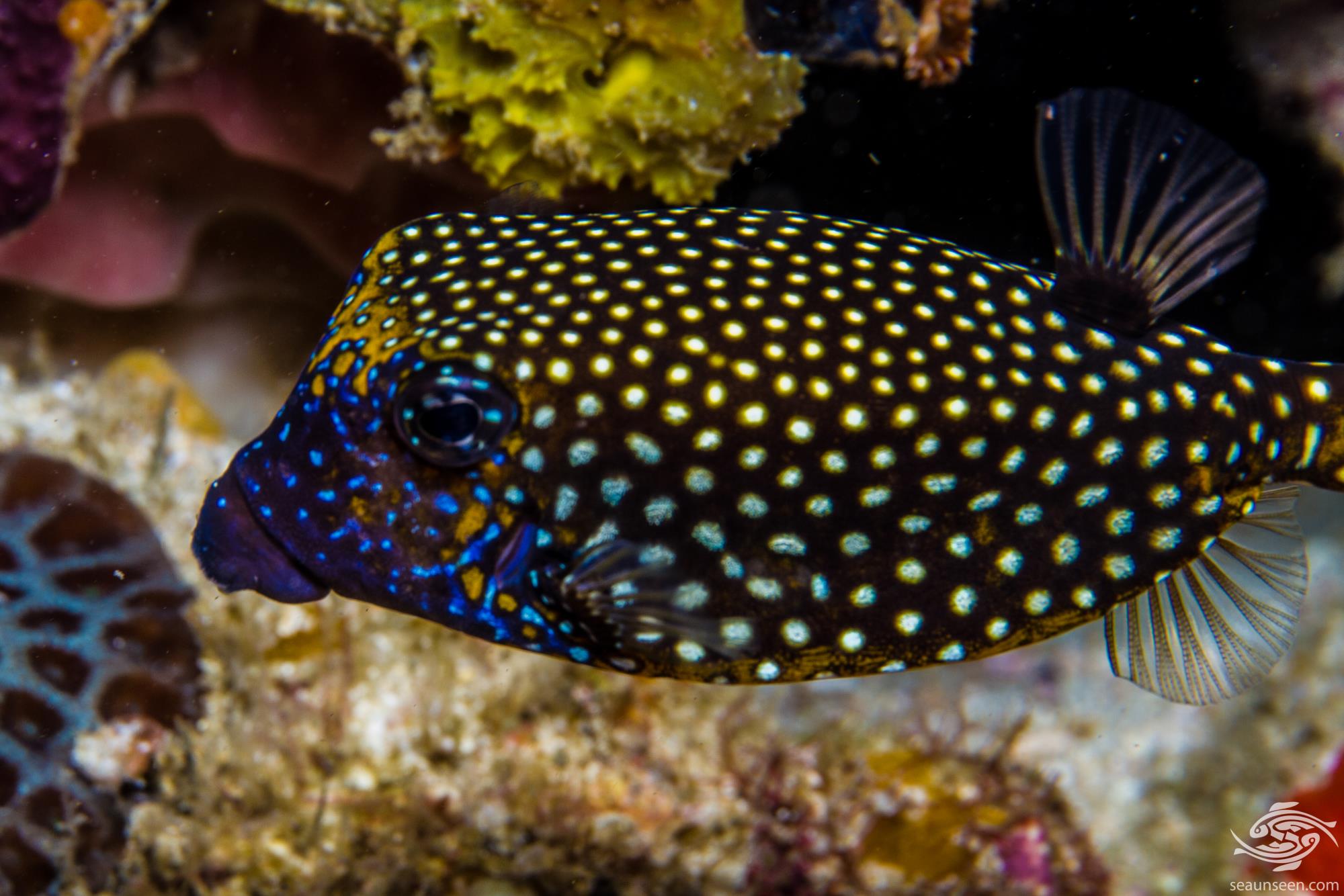 White Spotted Boxfish Facts and Photographs Seaunseen