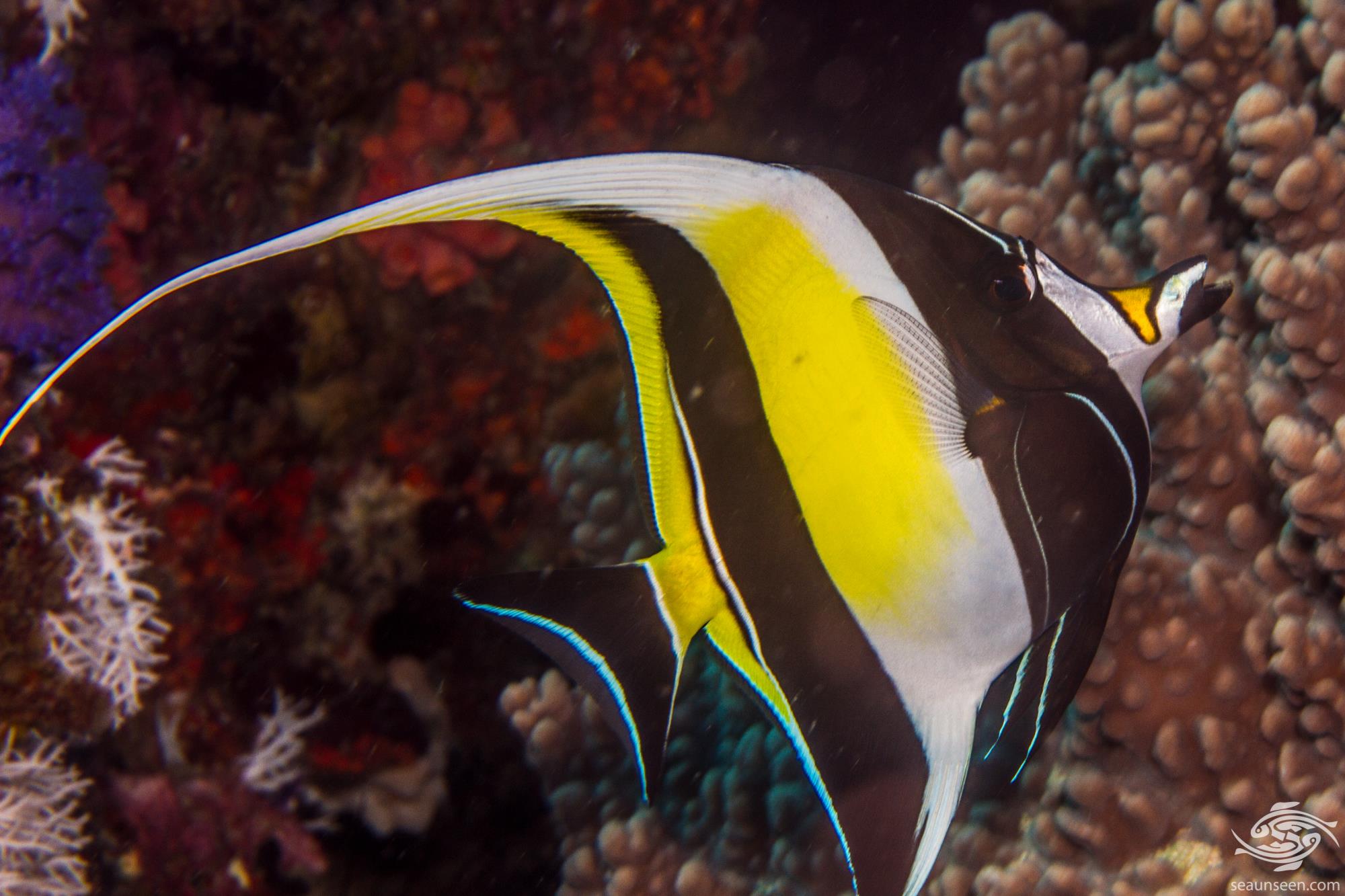 Moorish Idols Facts and Photographs Seaunseen