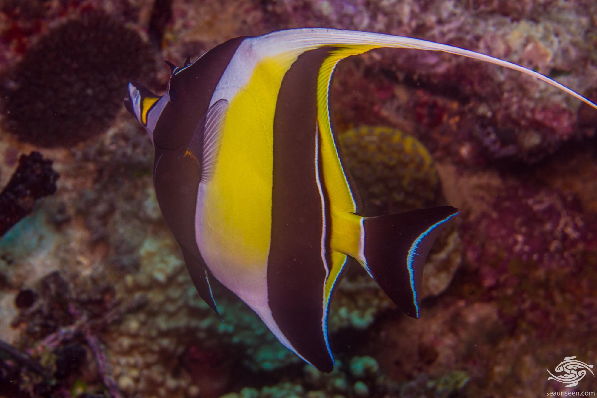 Moorish Idols Facts and Photographs Seaunseen
