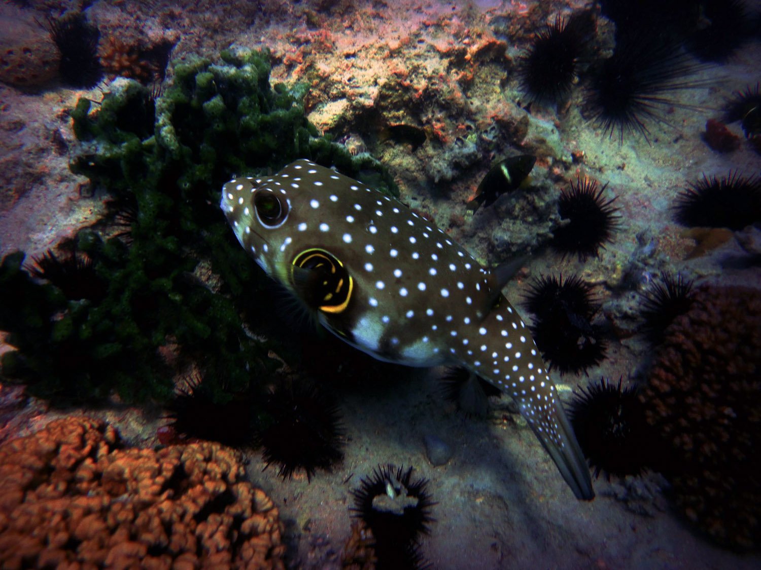 Pufferfish Intereseting Facts and Photographs Seaunseen