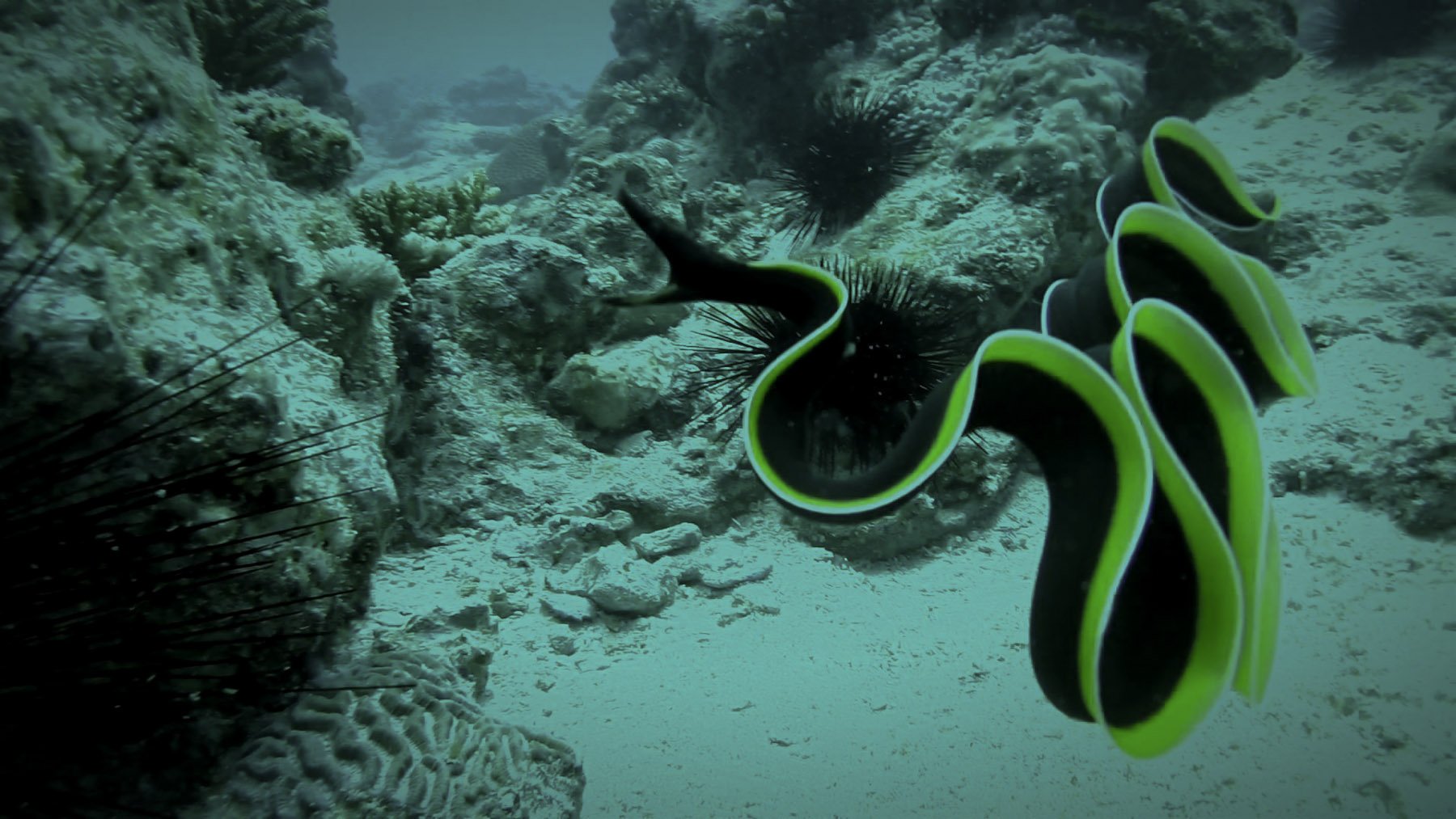 Mesmerizing Ribbon Eel Seaunseen