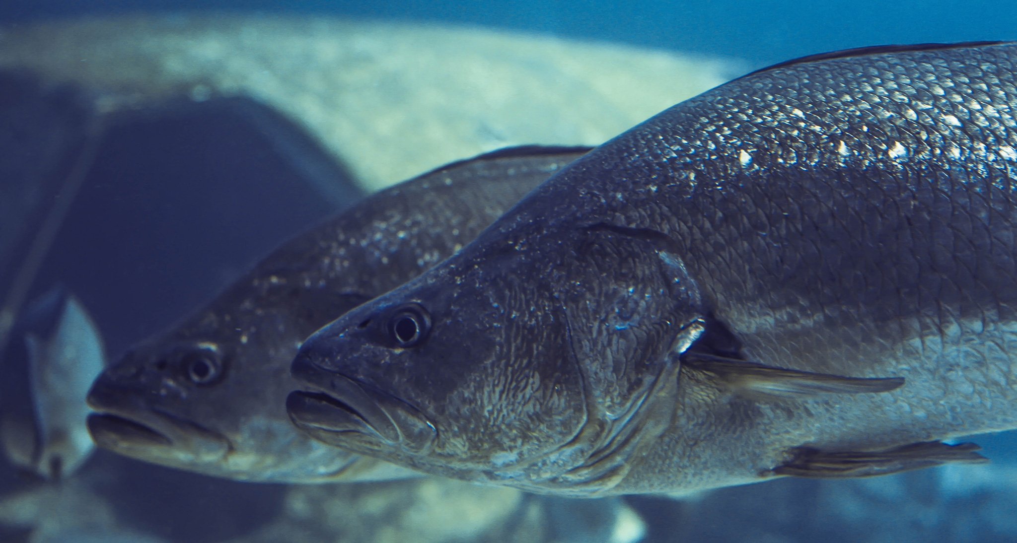 Pelagic Fish Seaunseen