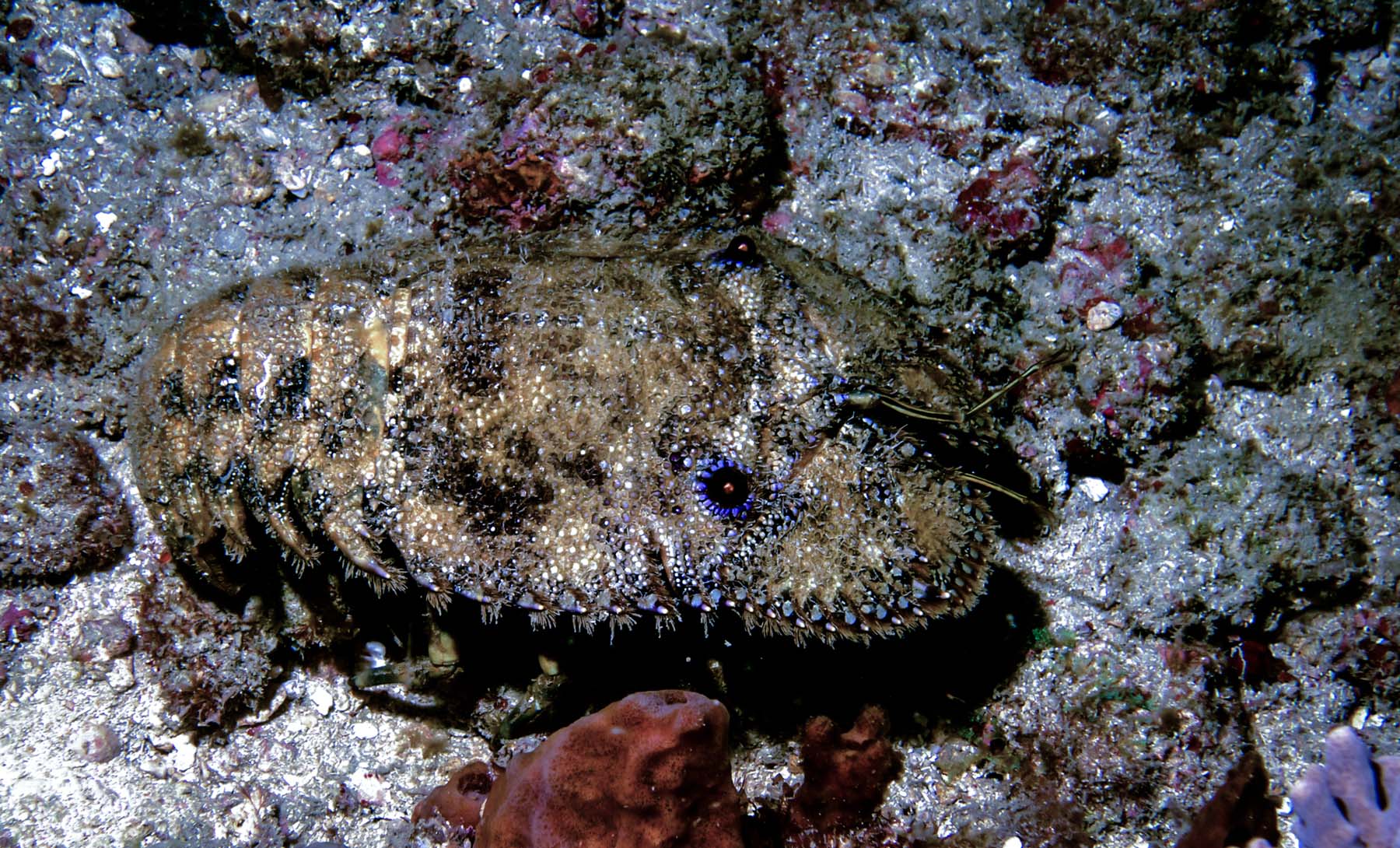 Sculptured Slipper Lobster Facts and Photographs Seaunseen