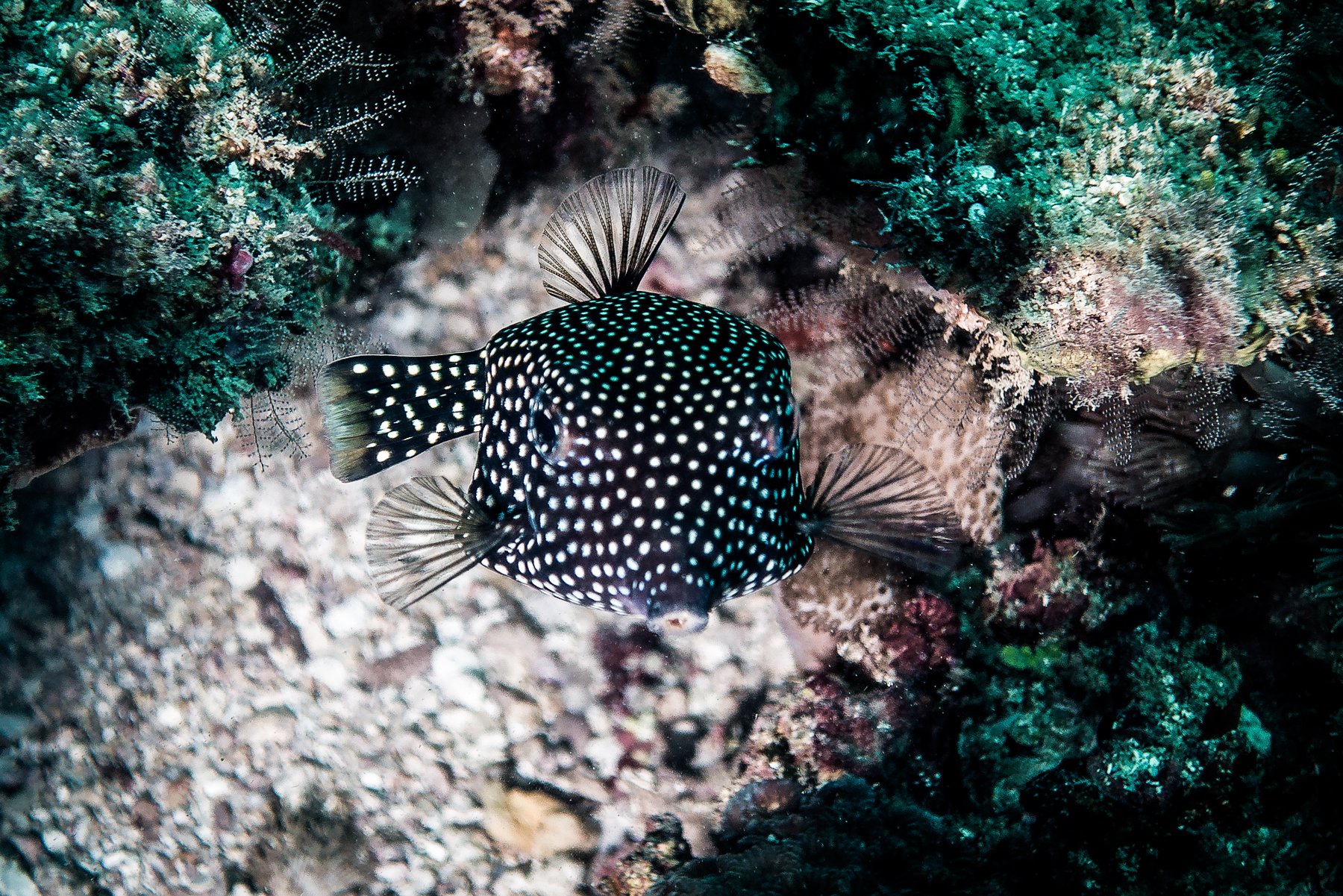 Whitespotted Boxfish Facts and Photographs Seaunseen