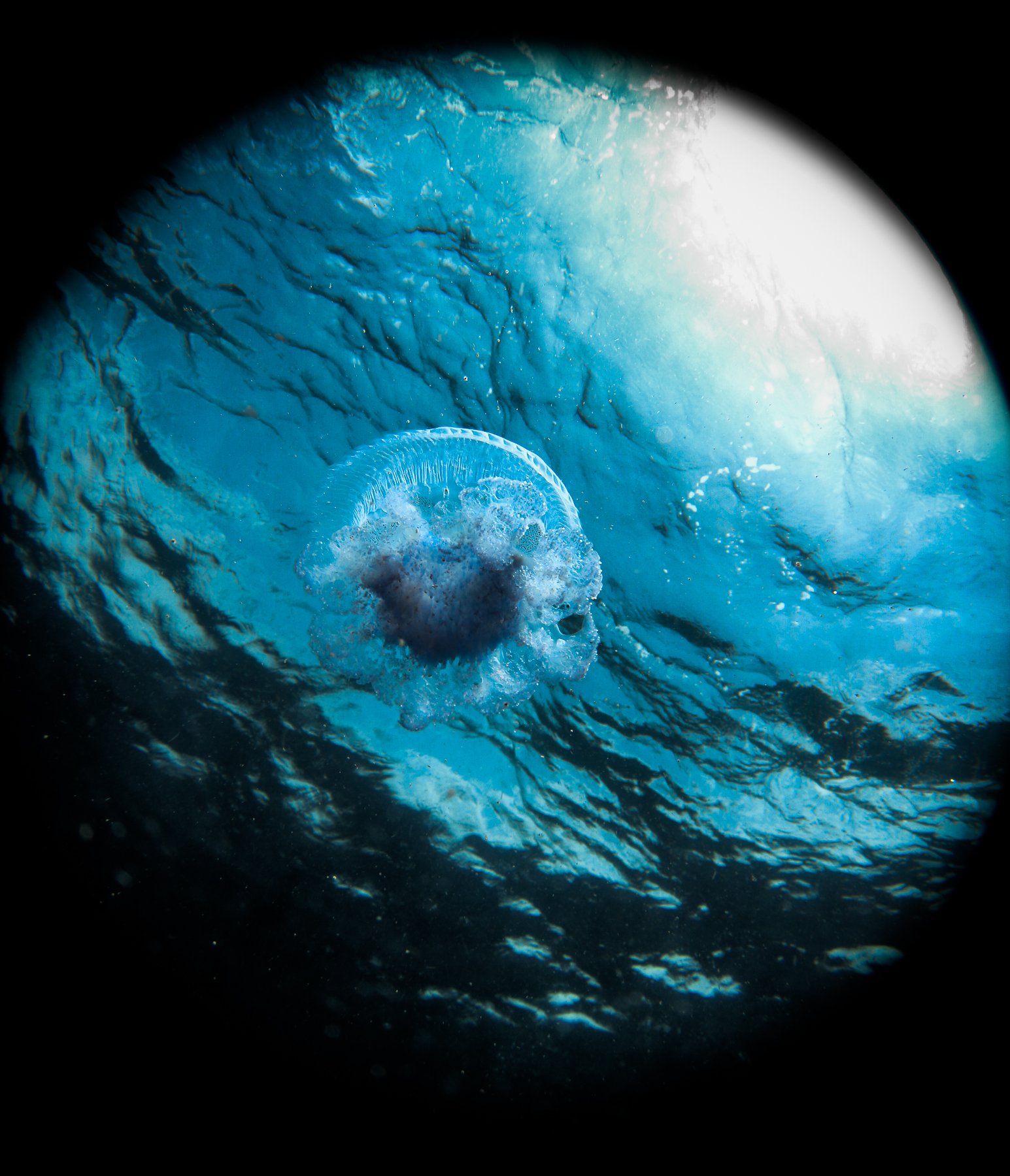 Jellyfish Whilst Free Diving Facts and Photographs Seaunseen