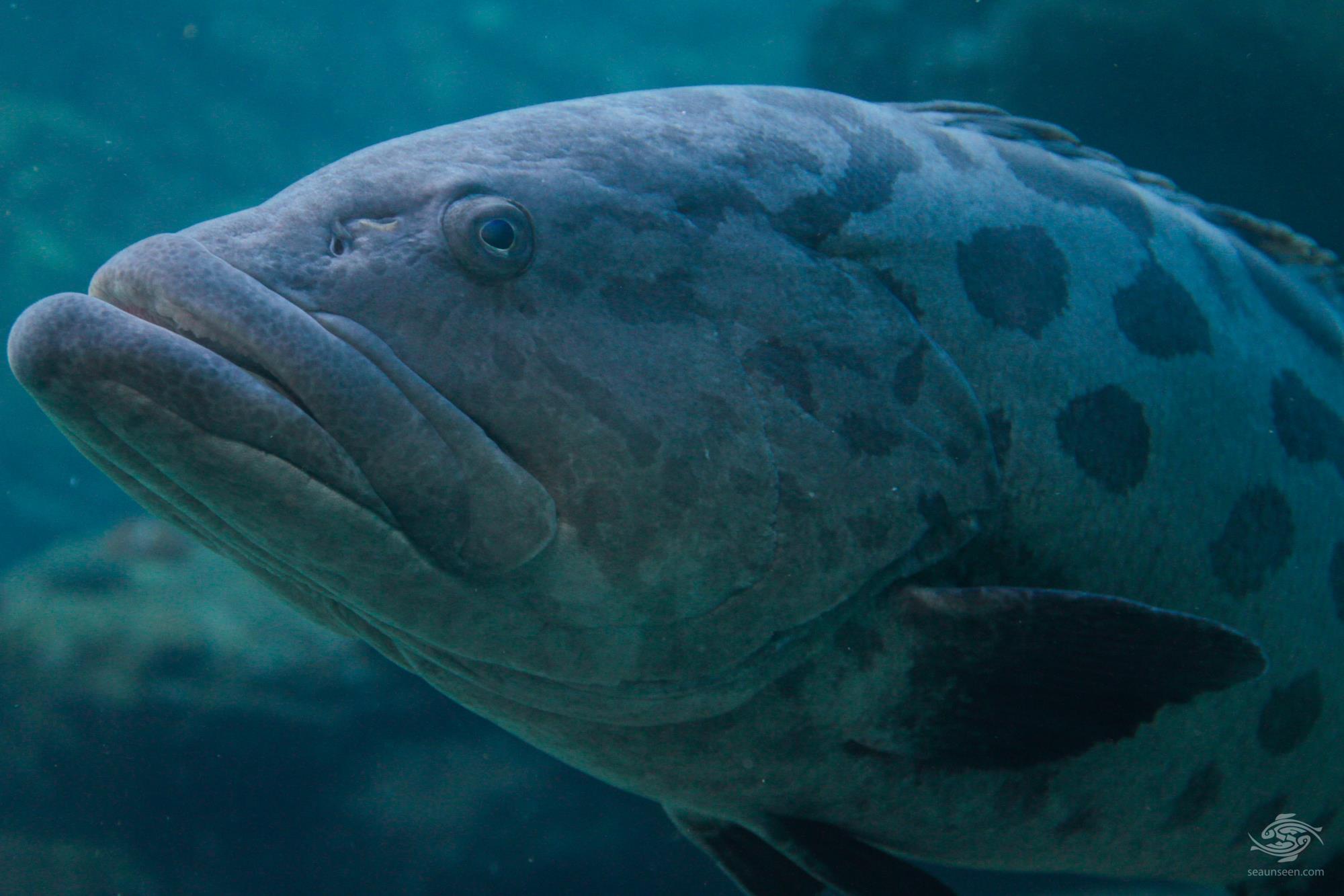 Potato Bass Facts Video and Photographs Seaunseen