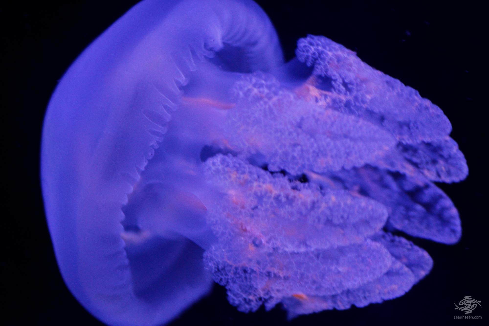 Blue Blubber Jellyfish Facts and Photo's Seaunseen