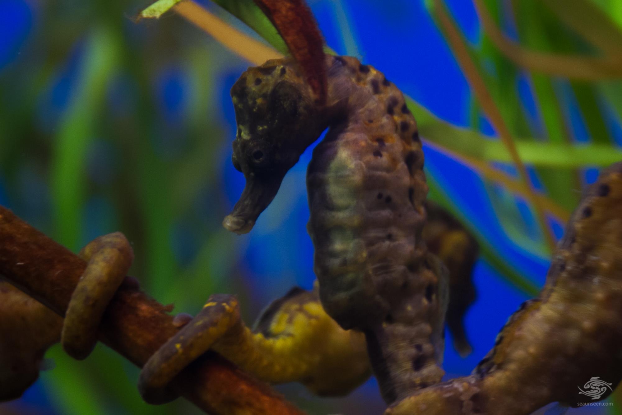 Cape Seahorse Facts and Photographs Seaunseen