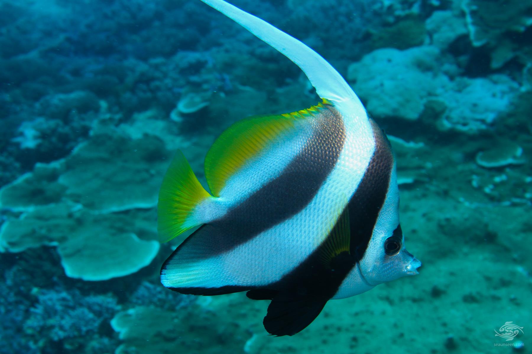 Longfin Bannerfish Facts and Photographs Seaunseen