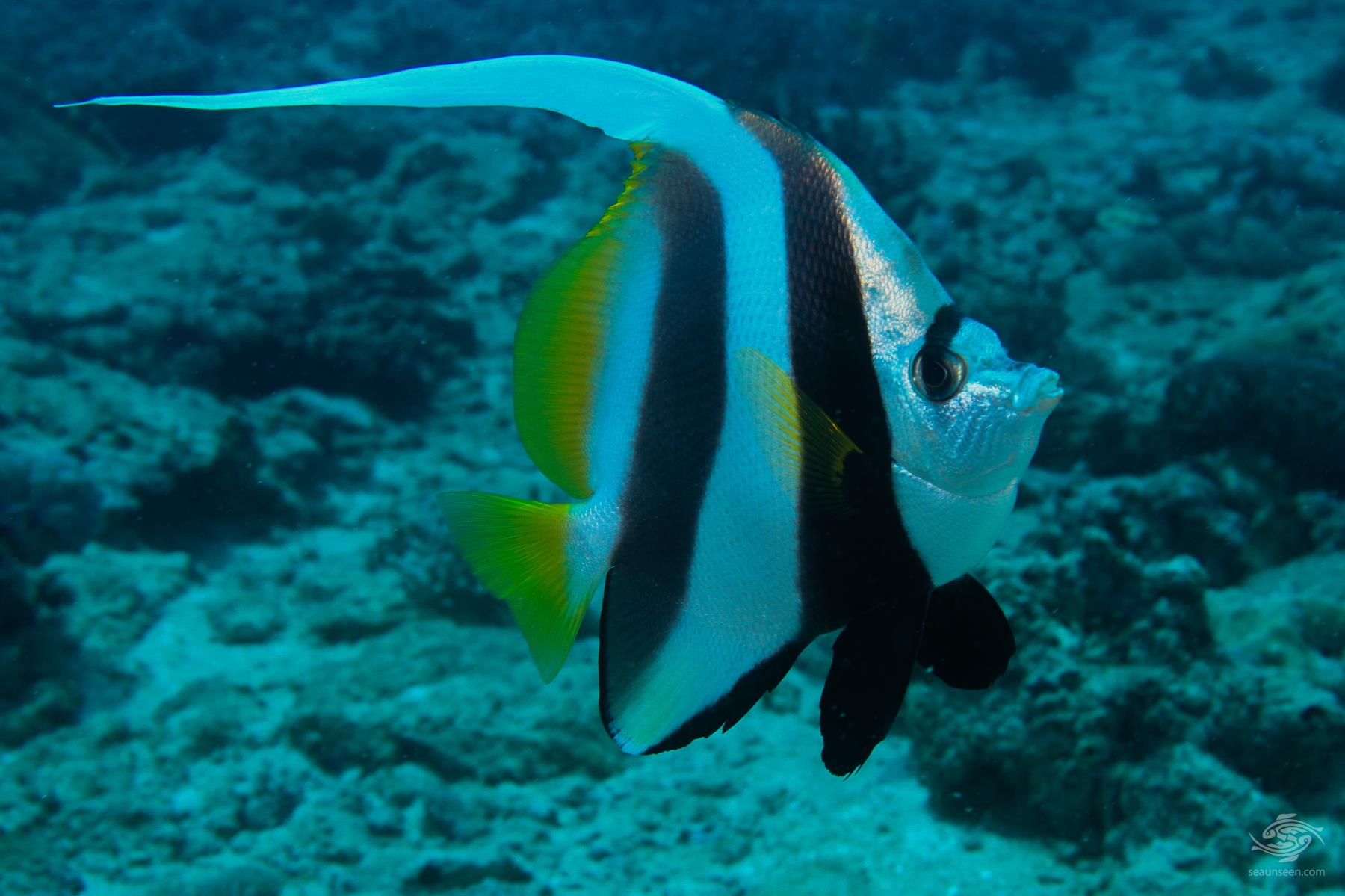 Longfin Bannerfish Facts and Photographs Seaunseen