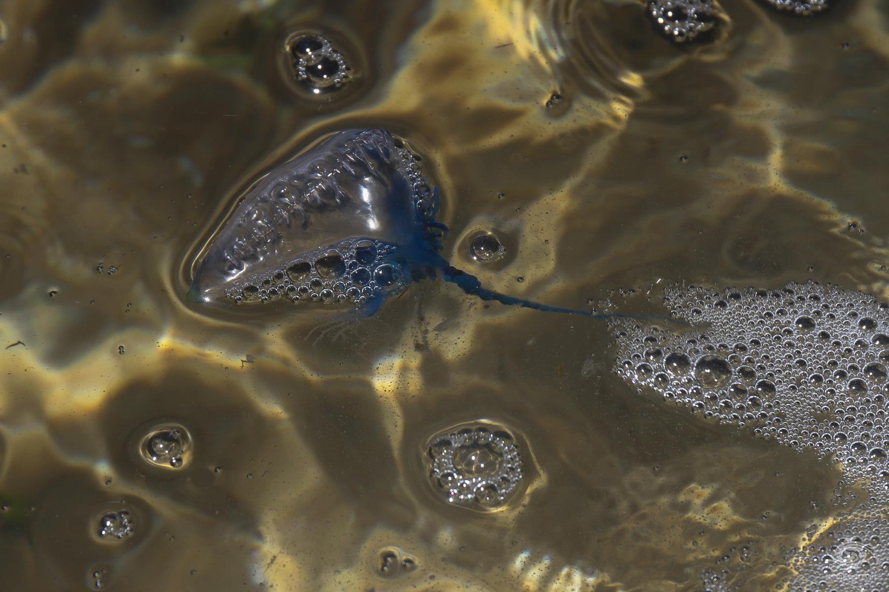 Bluebottles Stings and All You Need to Know Seaunseen