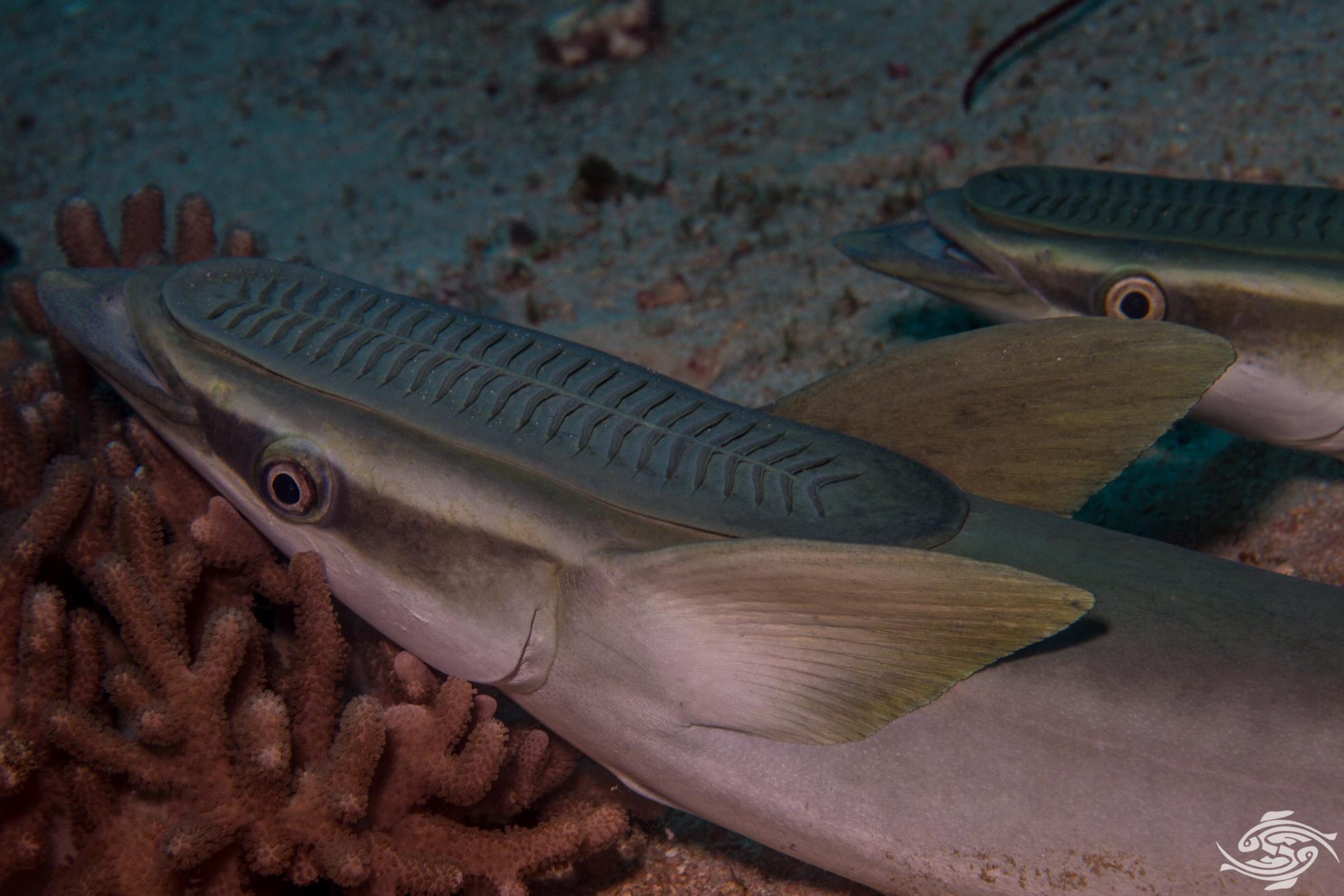 Fishing with Remoras Seaunseen