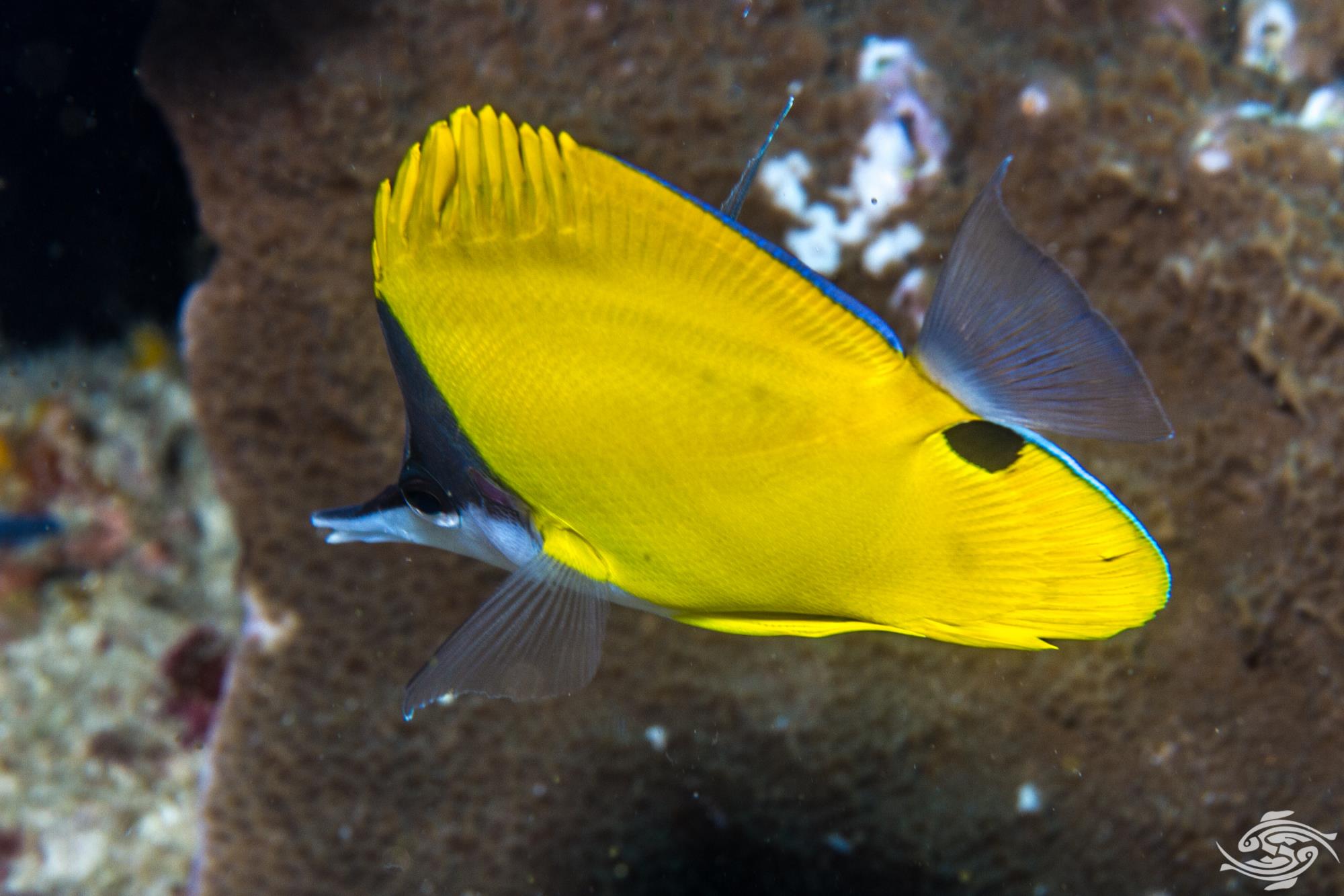 Yellow Long Nose Butterflyfish Facts and Photographs