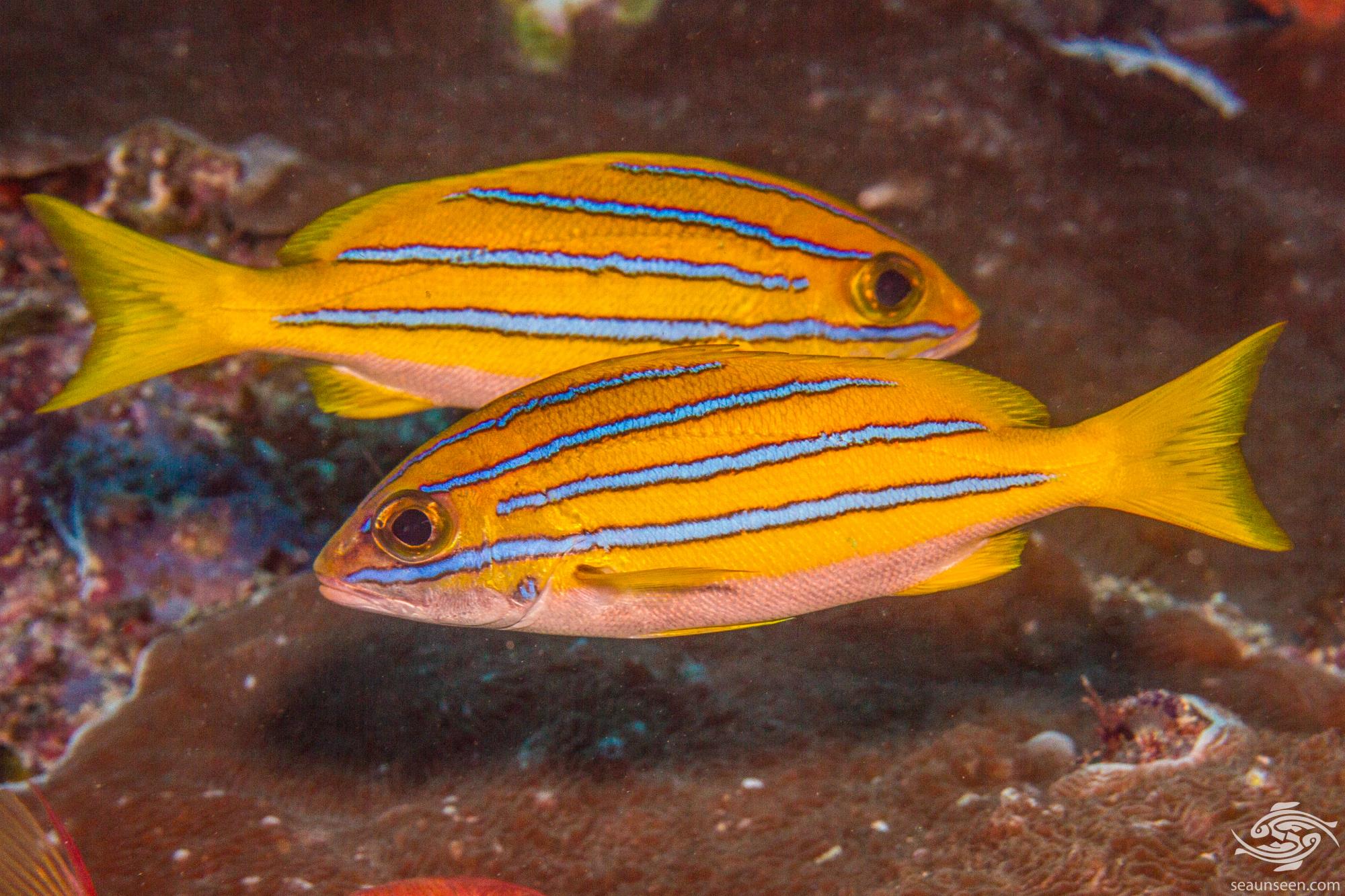 Blue Lined Snapper Facts and Photographs Seaunseen