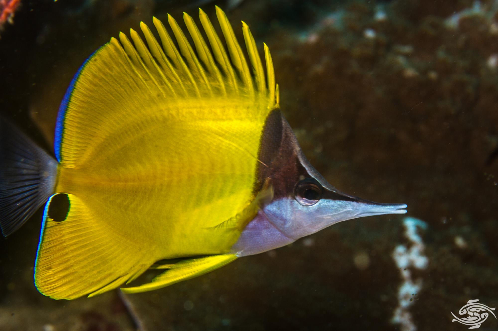 Yellow Long Nose Butterflyfish Facts and Photographs
