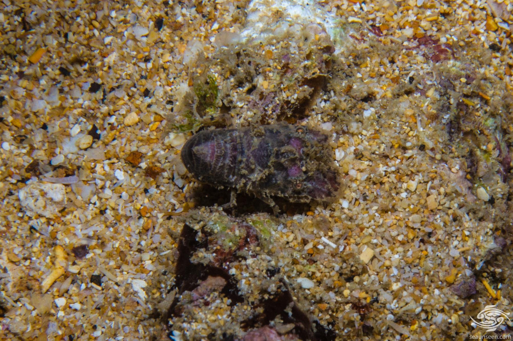 Sculptured Slipper Lobster FactsPhotographs and Video Seaunseen