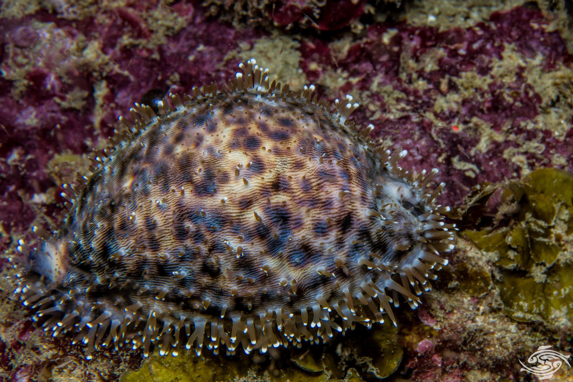 The Tiger Cowrie Facts and Photographs Seaunseen