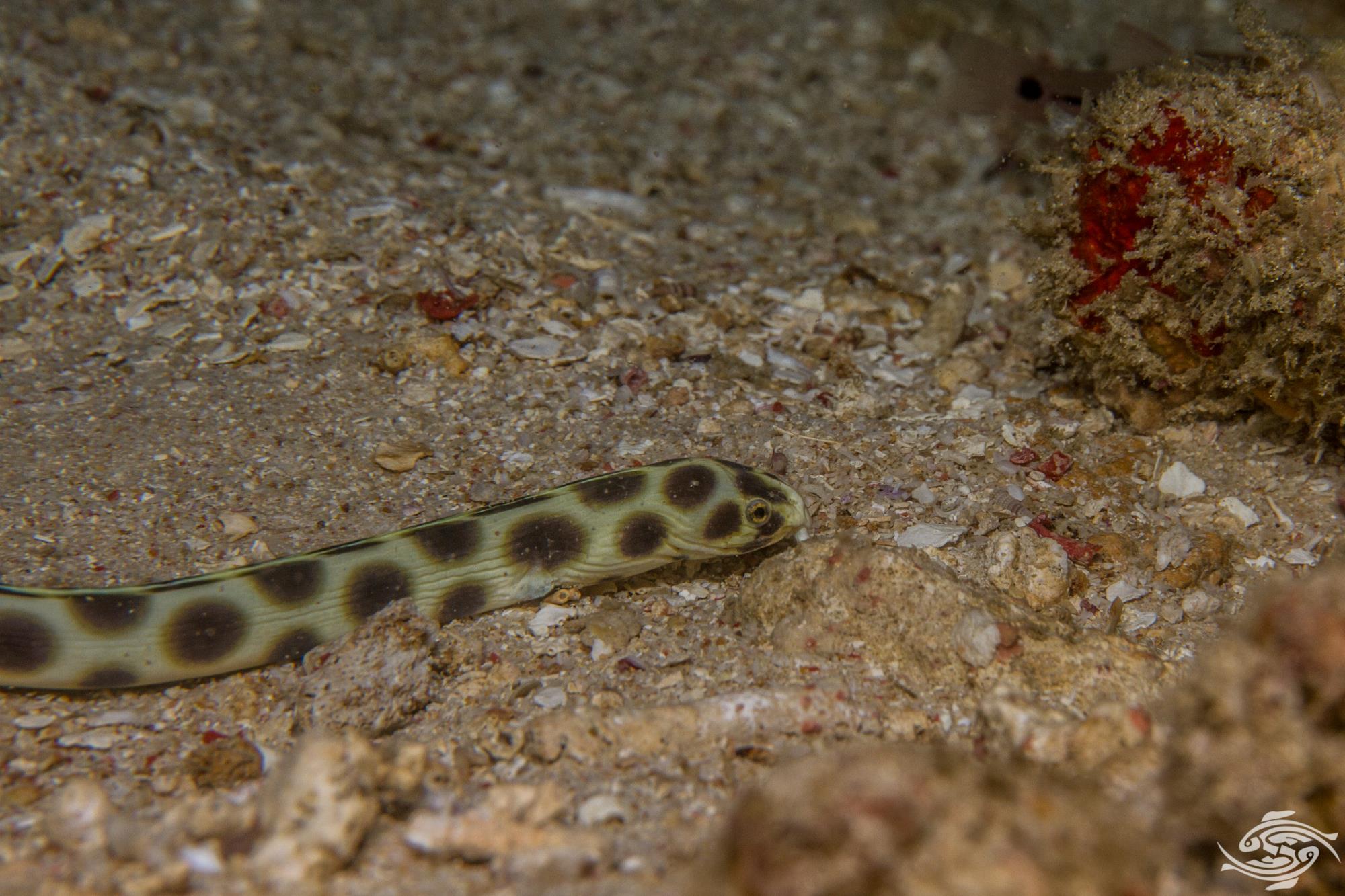 Ocellated Snake EelFacts,Video and Photographs Seaunseen