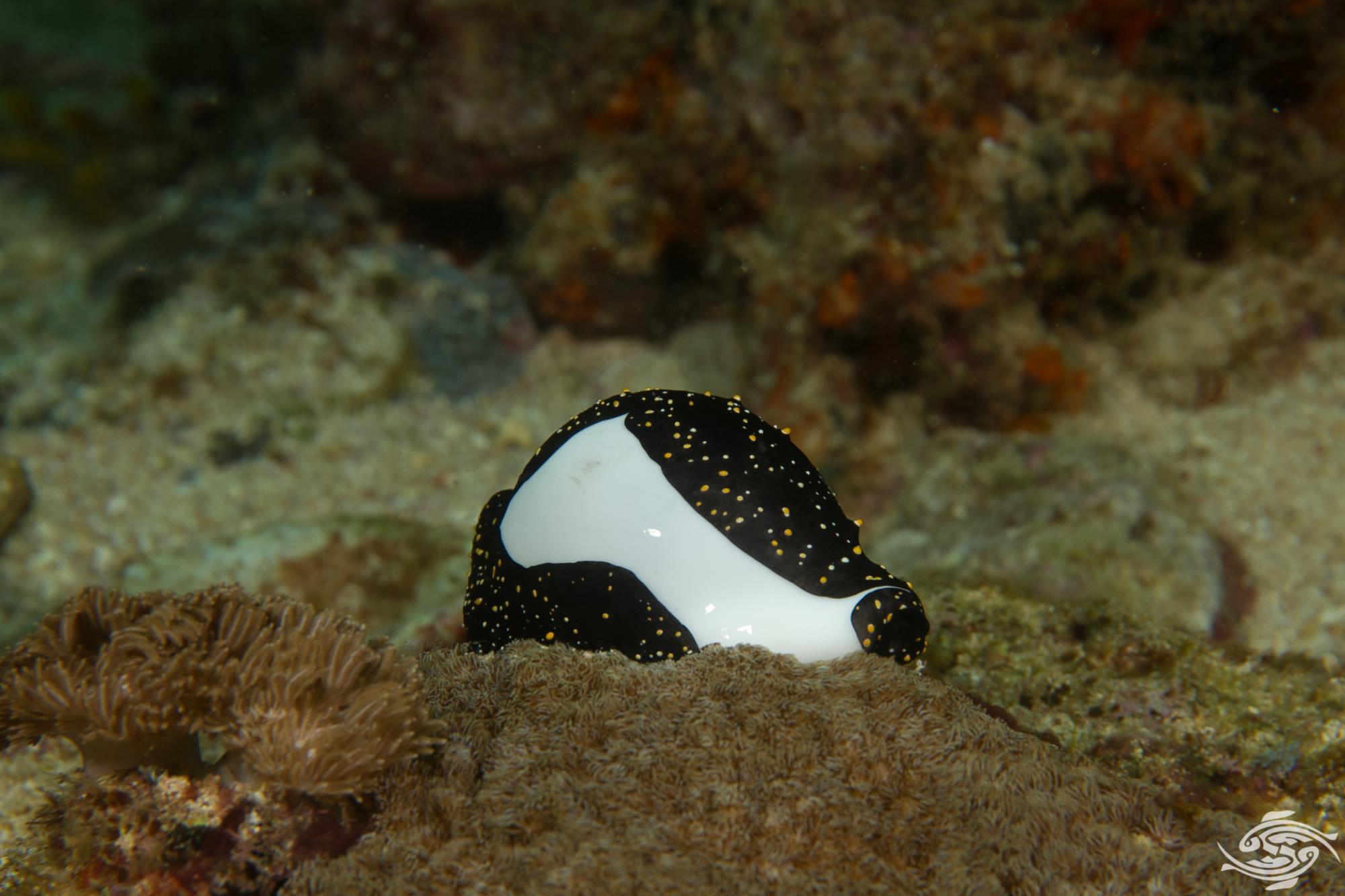 Egg Cowrie Facts and Photographs Seaunseen