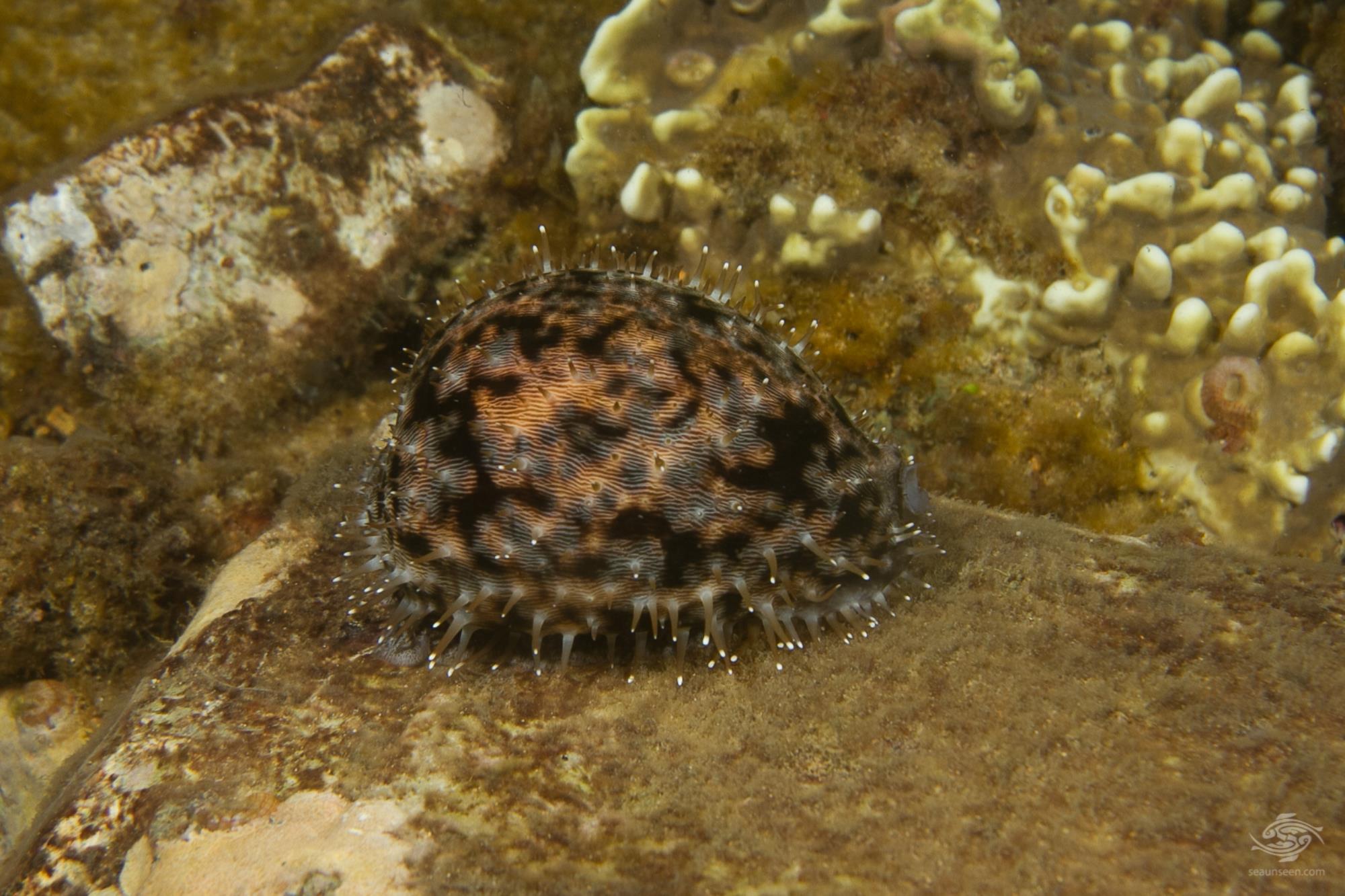 The Tiger Cowrie Facts and Photographs Seaunseen