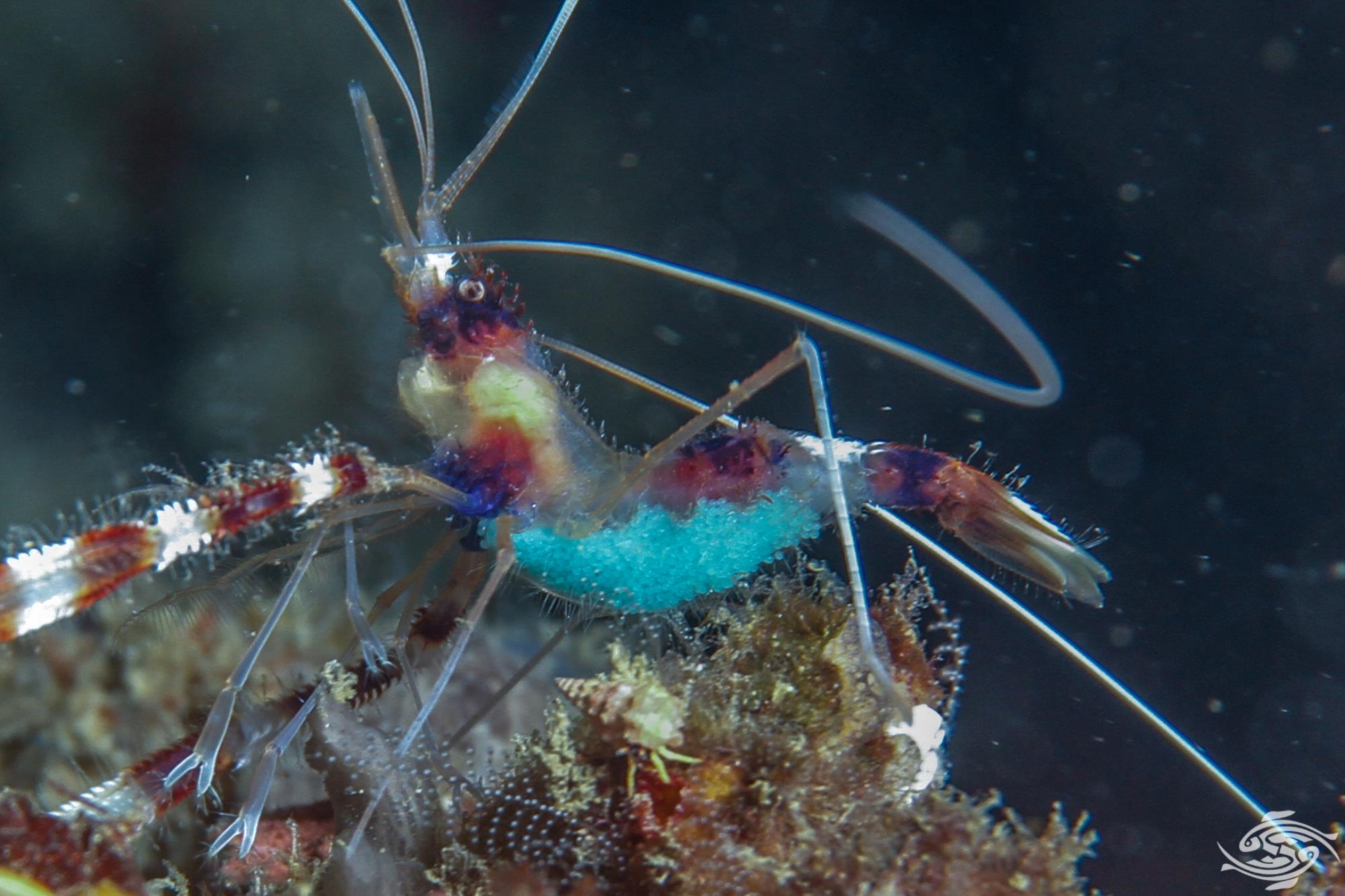 Banded Coral ShrimpFacts and Photographs Seaunseen