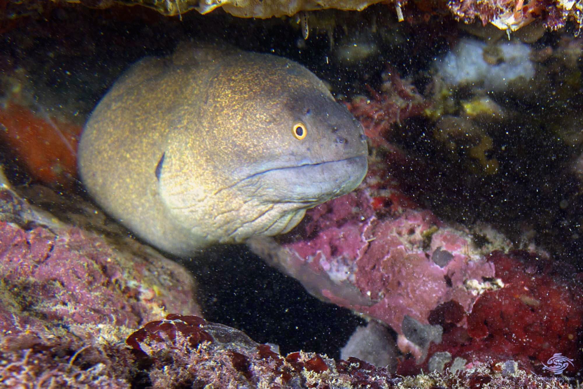 Giant Moray EelFacts and Photographs Seaunseen