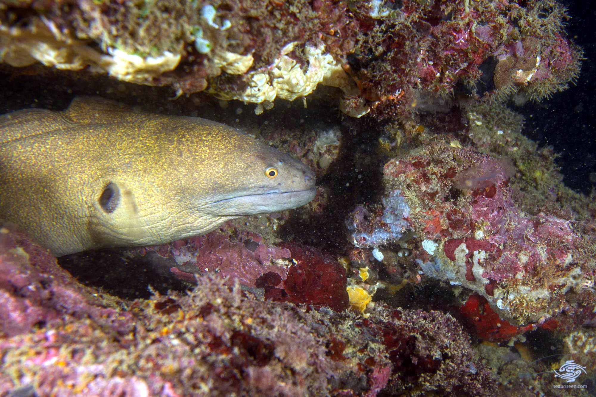 Giant Moray EelFacts and Photographs Seaunseen