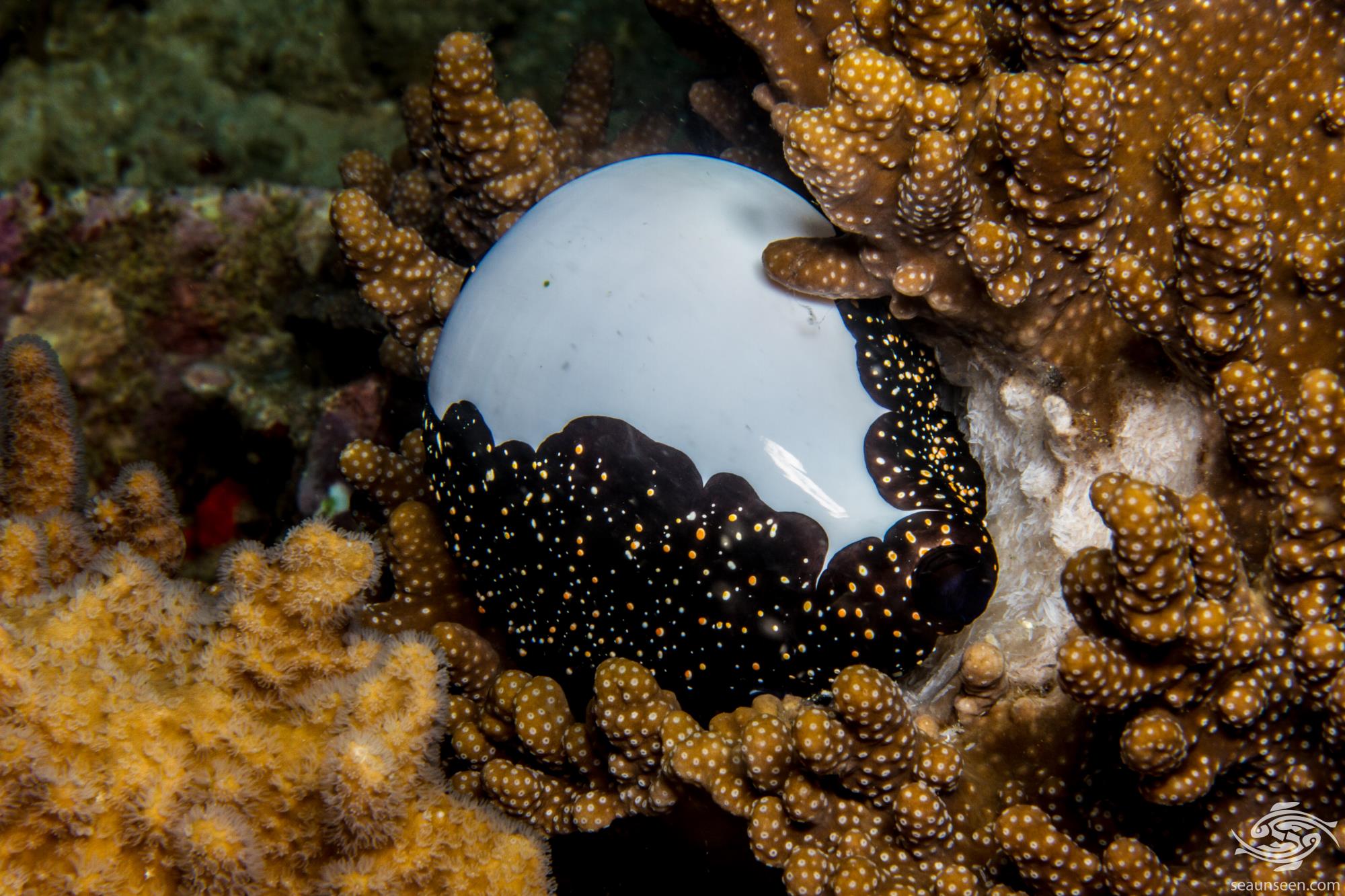Egg Cowrie Facts and Photographs Seaunseen