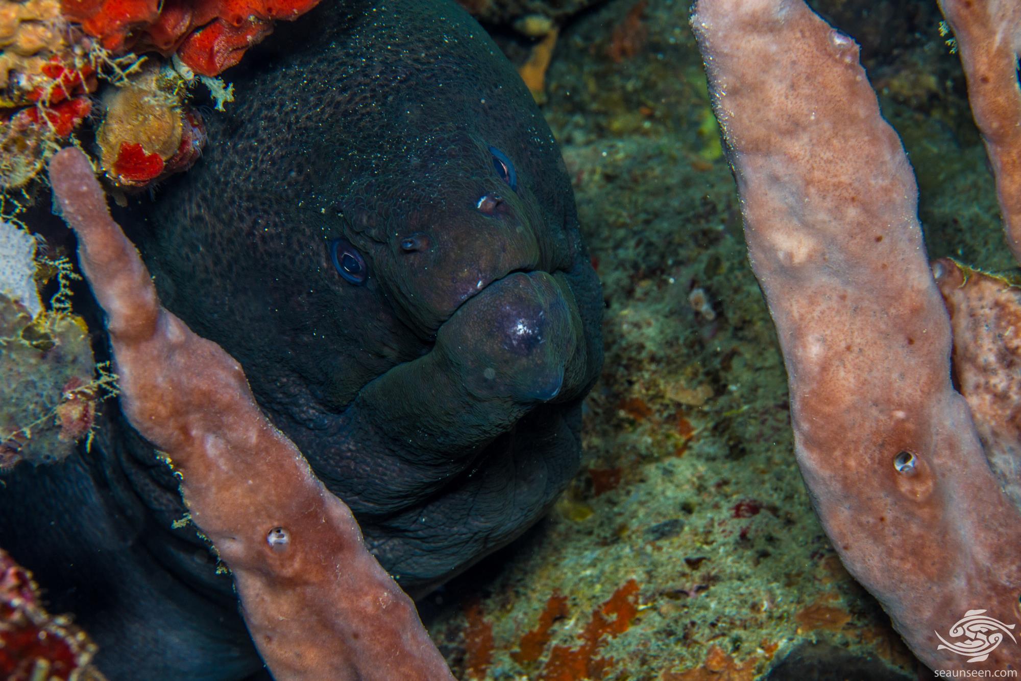 Giant Moray EelFacts and Photographs Seaunseen