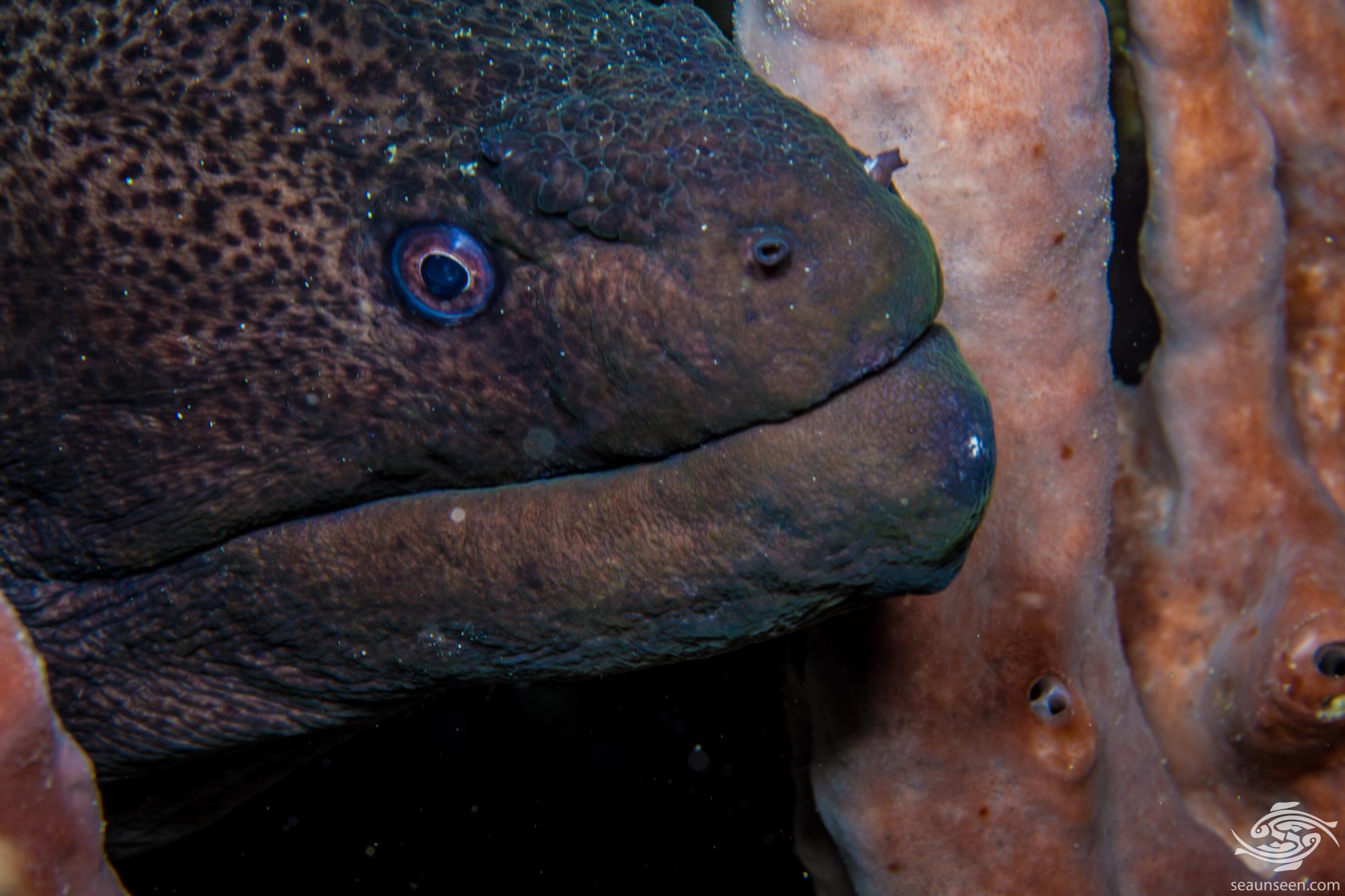 Giant Moray EelFacts and Photographs Seaunseen