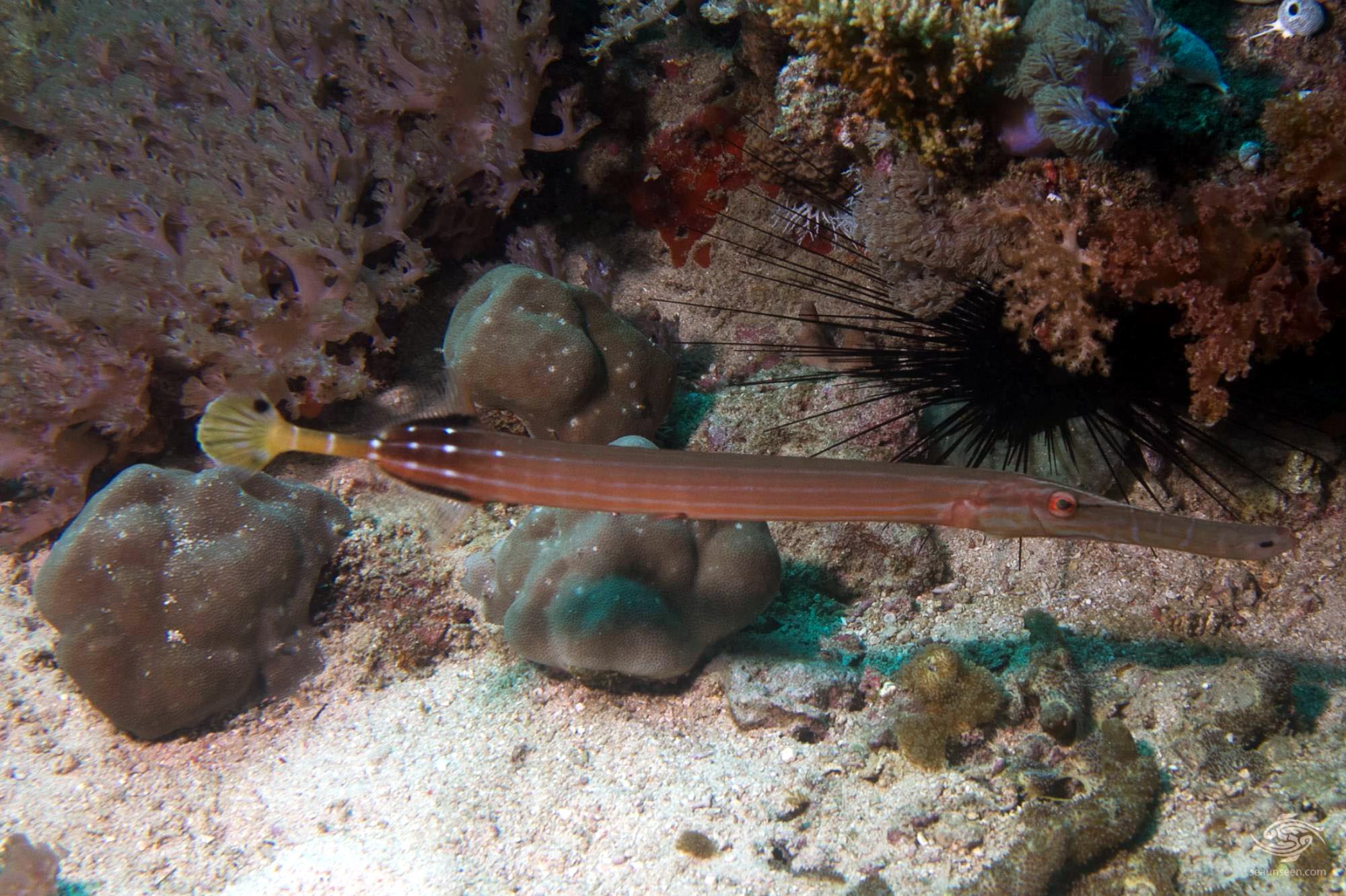 Trumpetfish Facts and Photographs Seaunseen